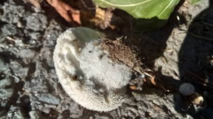 20210920 163742 from Fungus With ANTS 20210920_163742.jpg