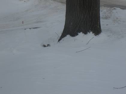 Dsc00471 from Winter 2014-15 dsc00471.jpg - Squirrel digging for acorns.