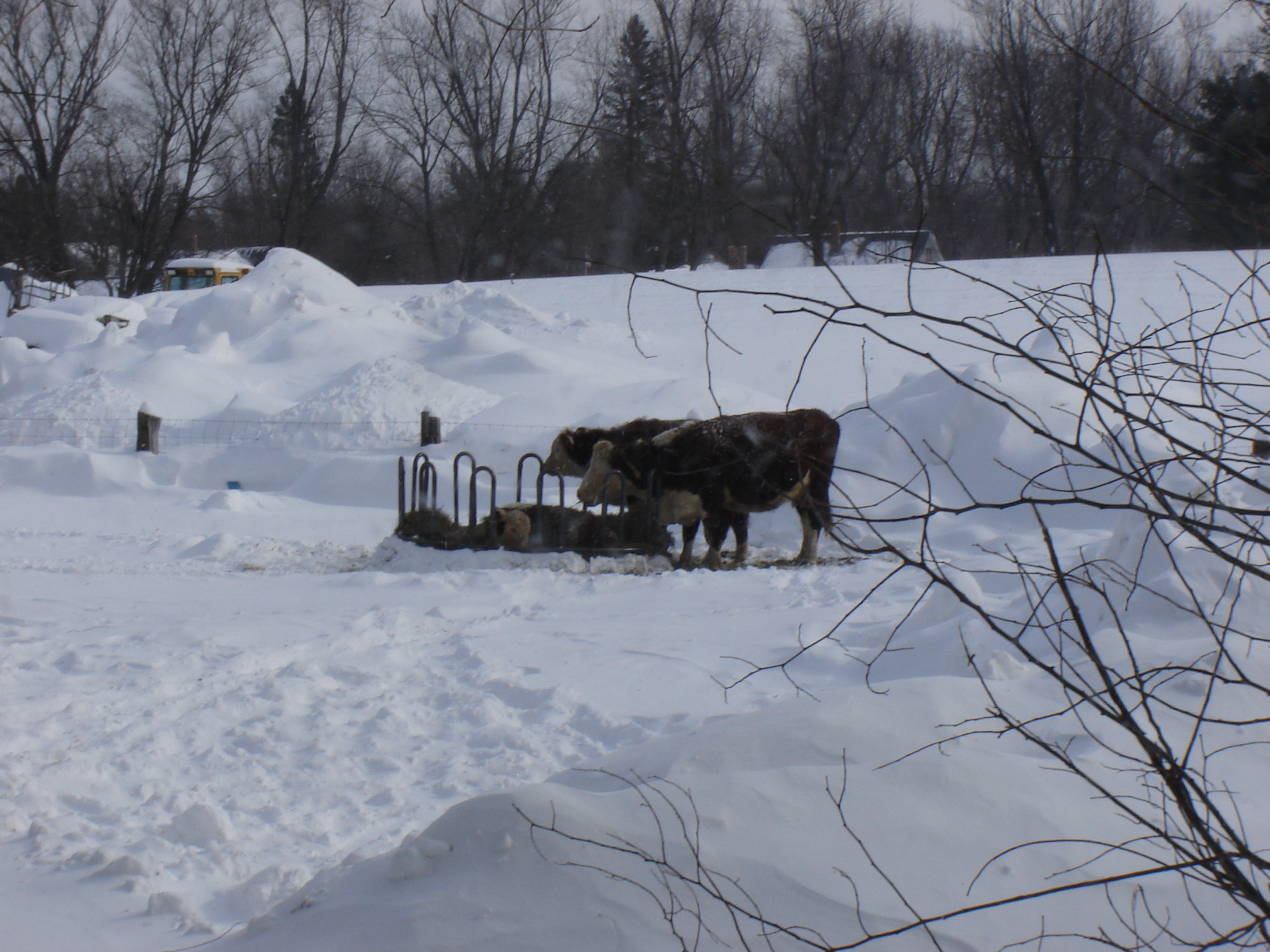 Gallaghersart dsc00417 from Winter 2014-15 