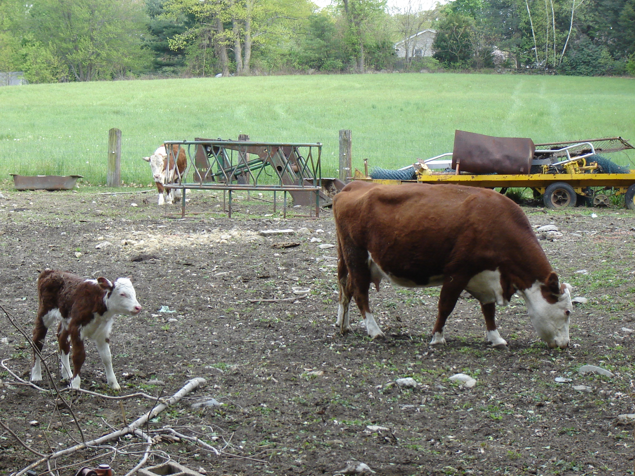 Gallaghersart calf dsc04849 from New Neighbor 