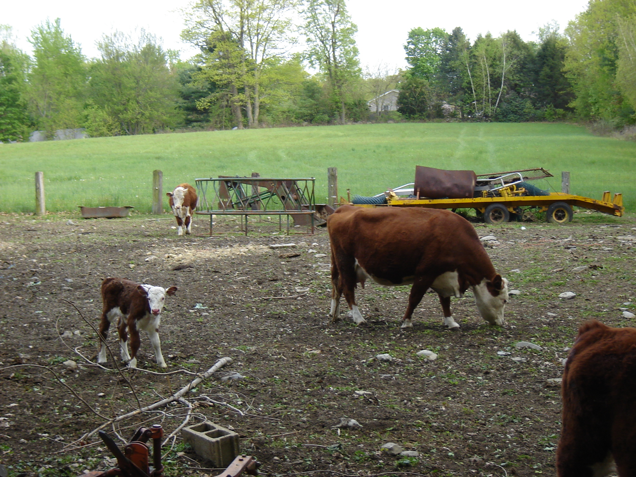 Gallaghersart calf dsc04850 from New Neighbor 