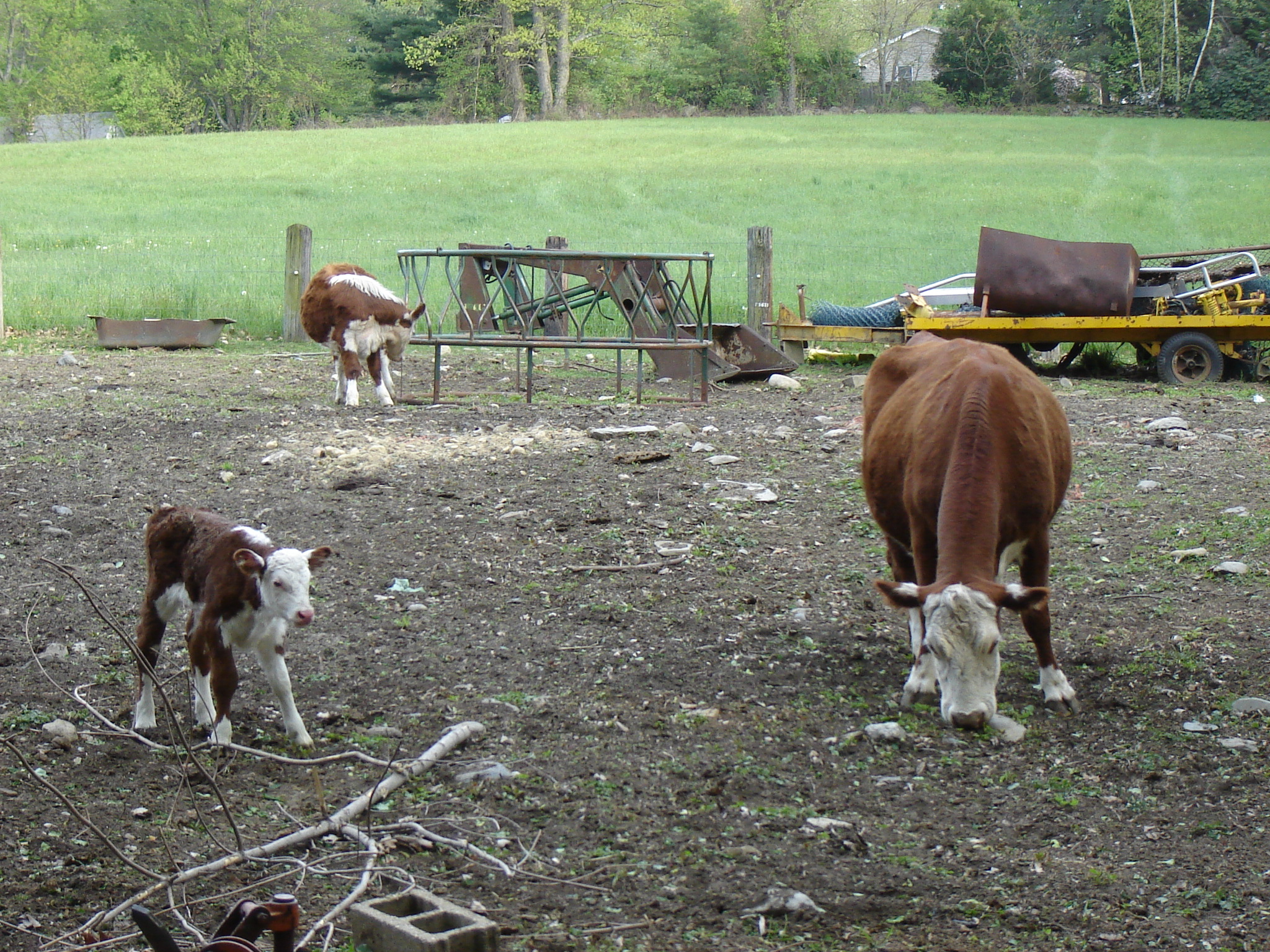 Gallaghersart calf dsc04852 from New Neighbor 