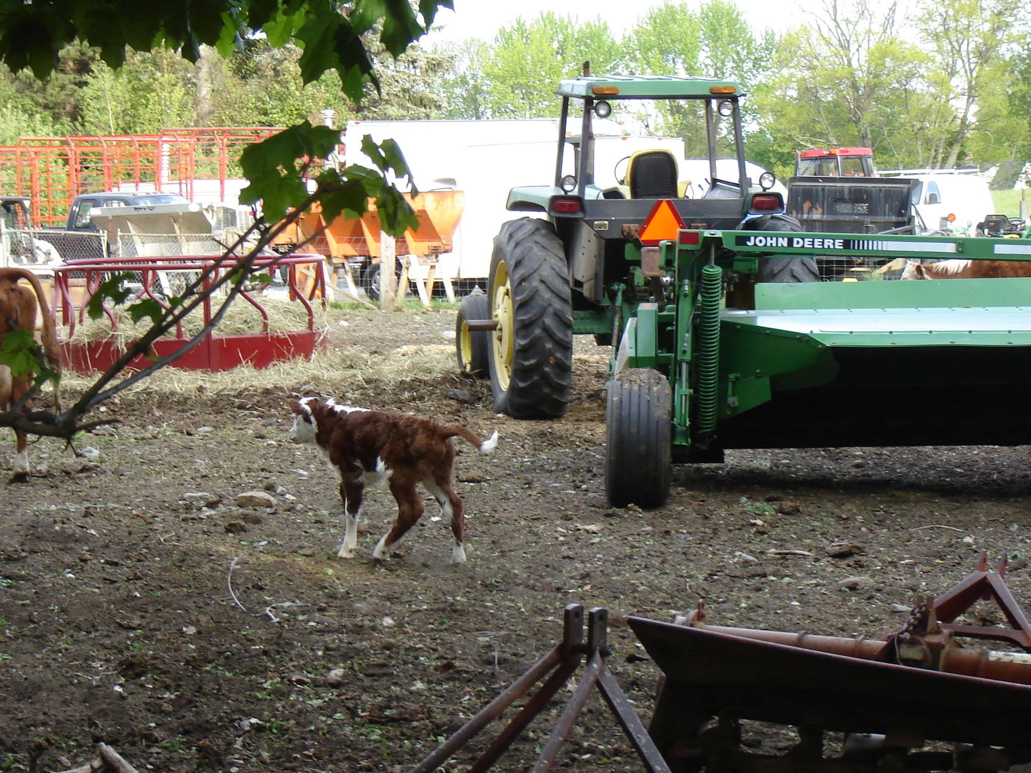 Gallaghersart calf dsc04857 from New Neighbor 