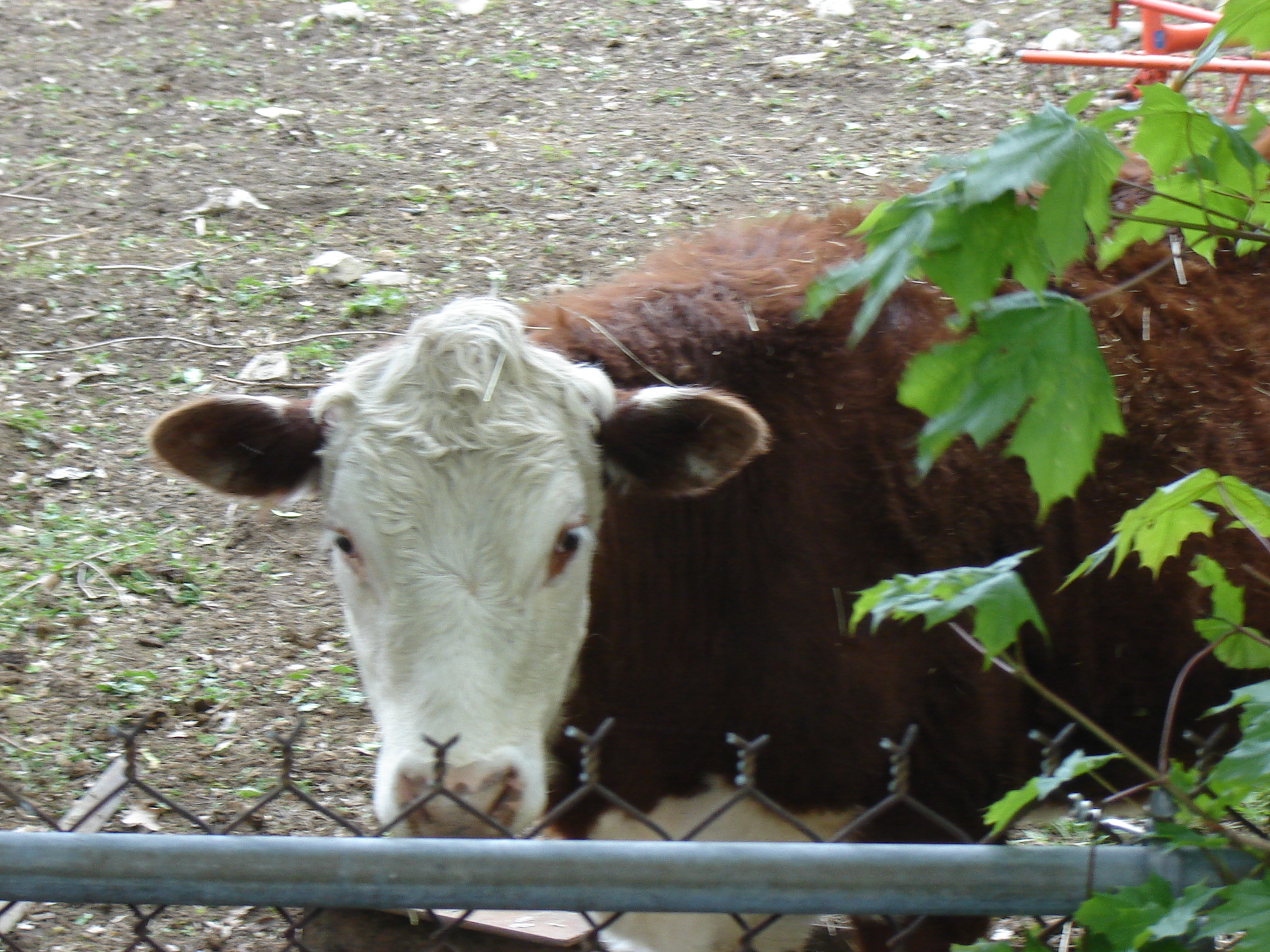 Gallaghersart calf dsc04859 from New Neighbor 