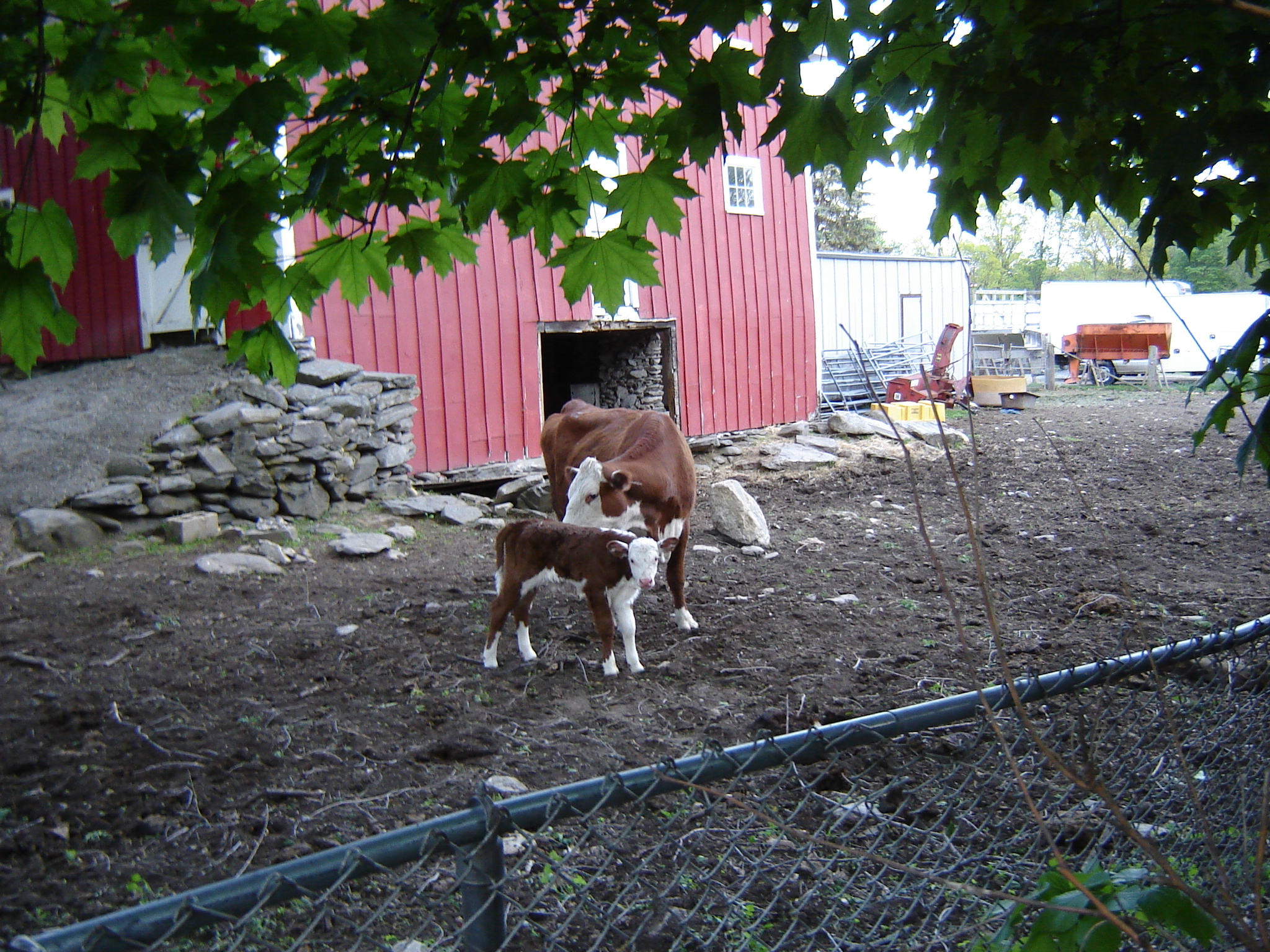 Gallaghersart calf dsc04860 from New Neighbor 