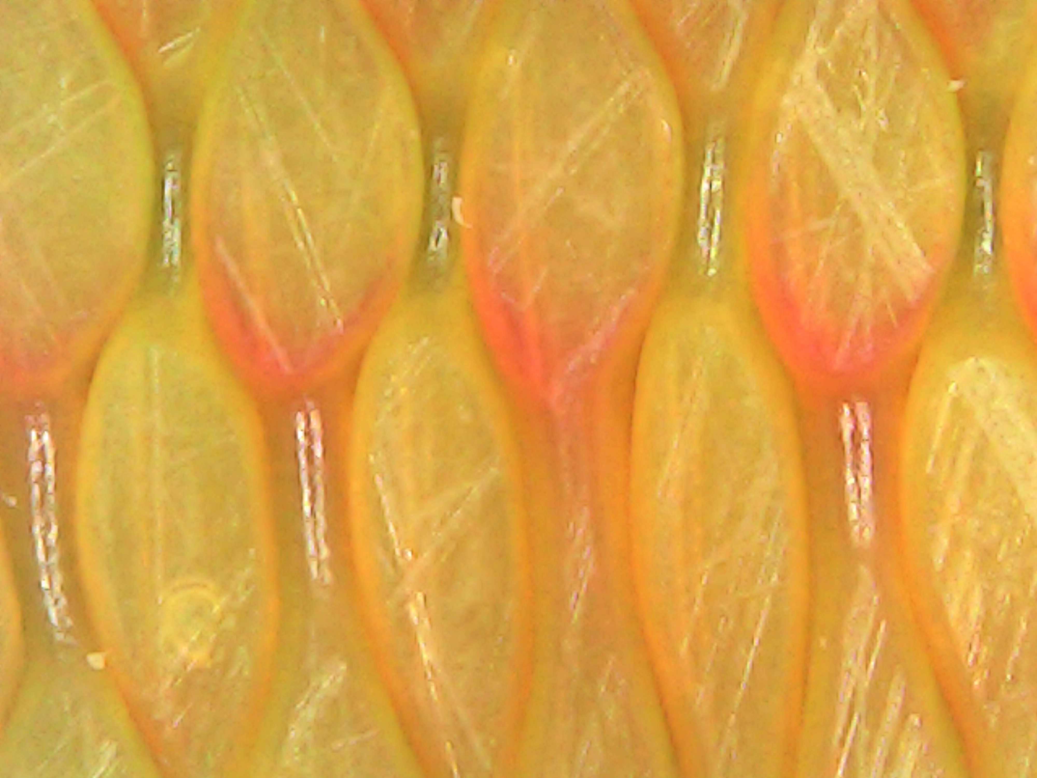 Gallaghersart fri nov 23 14-08-52 from Micro Images of 3D Printed Filaments 