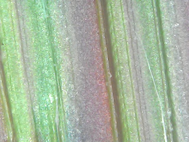 Gallaghersart fri oct 19 23-39-59 from Micro Images of 3D Printed Filaments 