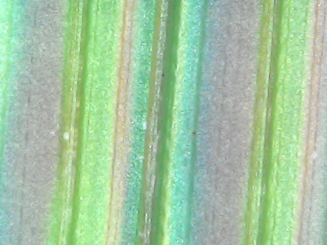 Gallaghersart fri oct 19 23-40-51 from Micro Images of 3D Printed Filaments 