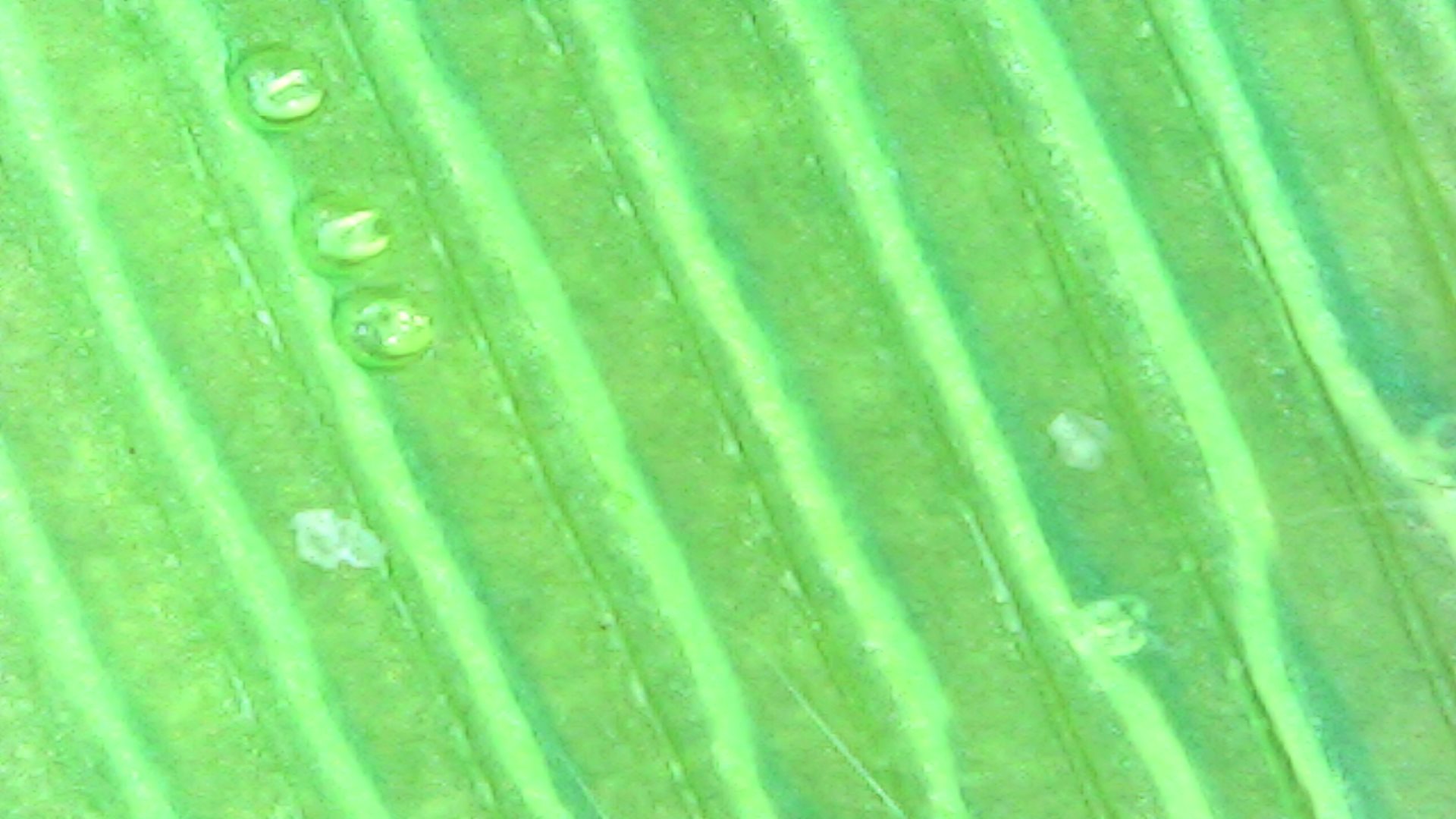 Gallaghersart sun oct 14 18-47-59 from Micro Images of 3D Printed Filaments 
