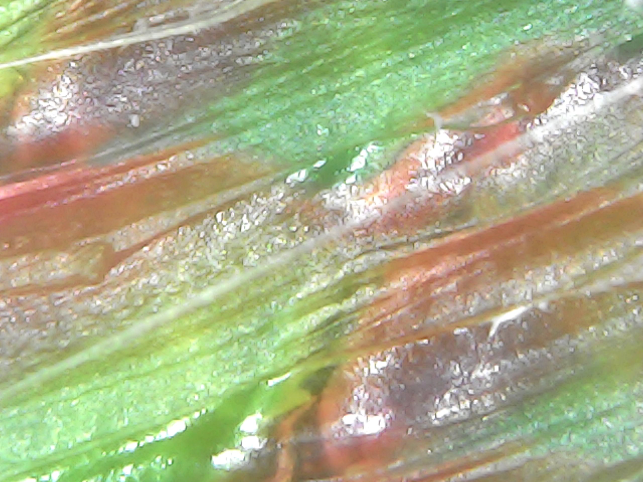Gallaghersart sun oct 14 19-52-49 from Micro Images of 3D Printed Filaments 