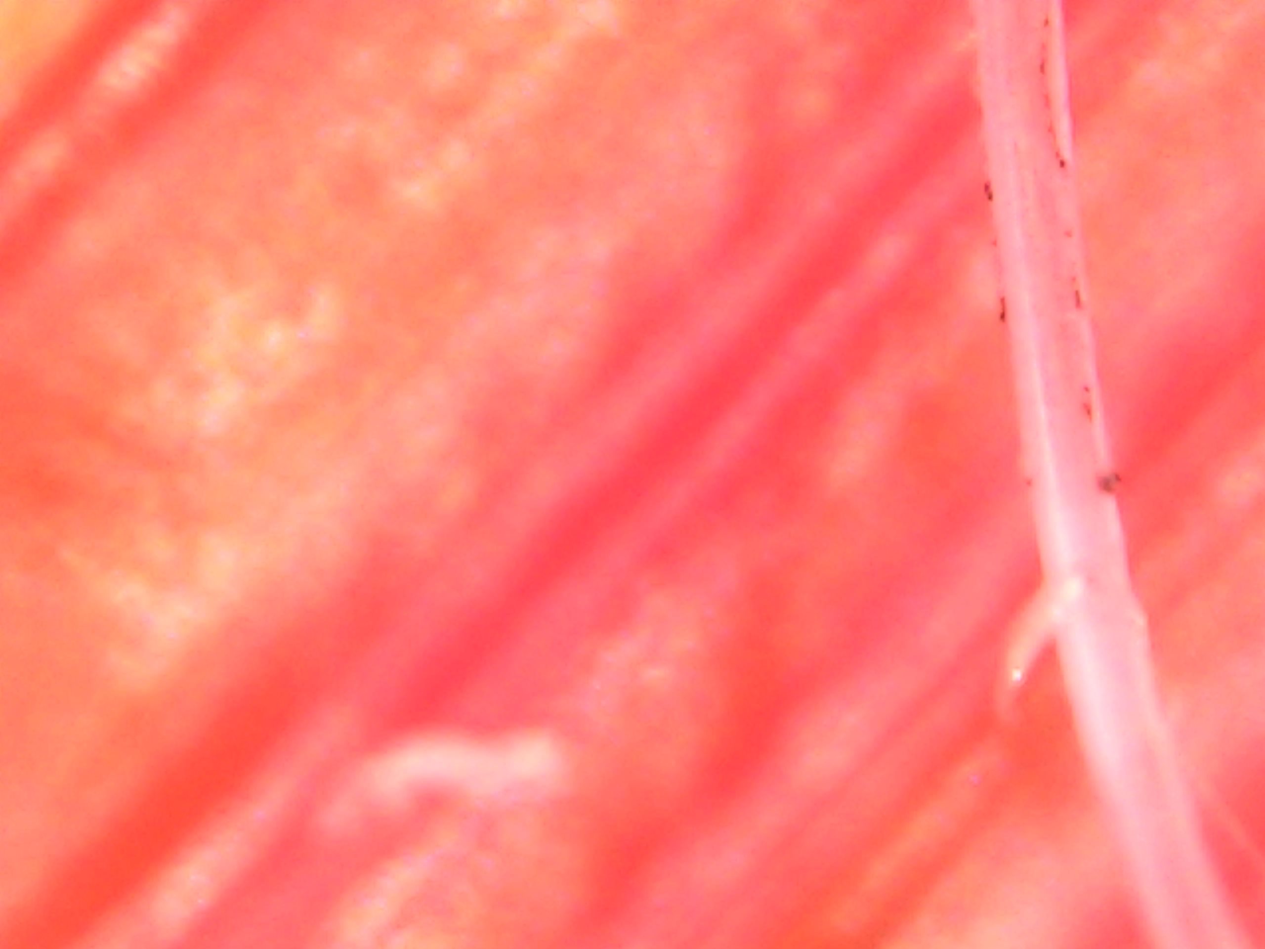 Gallaghersart sun oct 14 19-54-20 from Micro Images of 3D Printed Filaments 