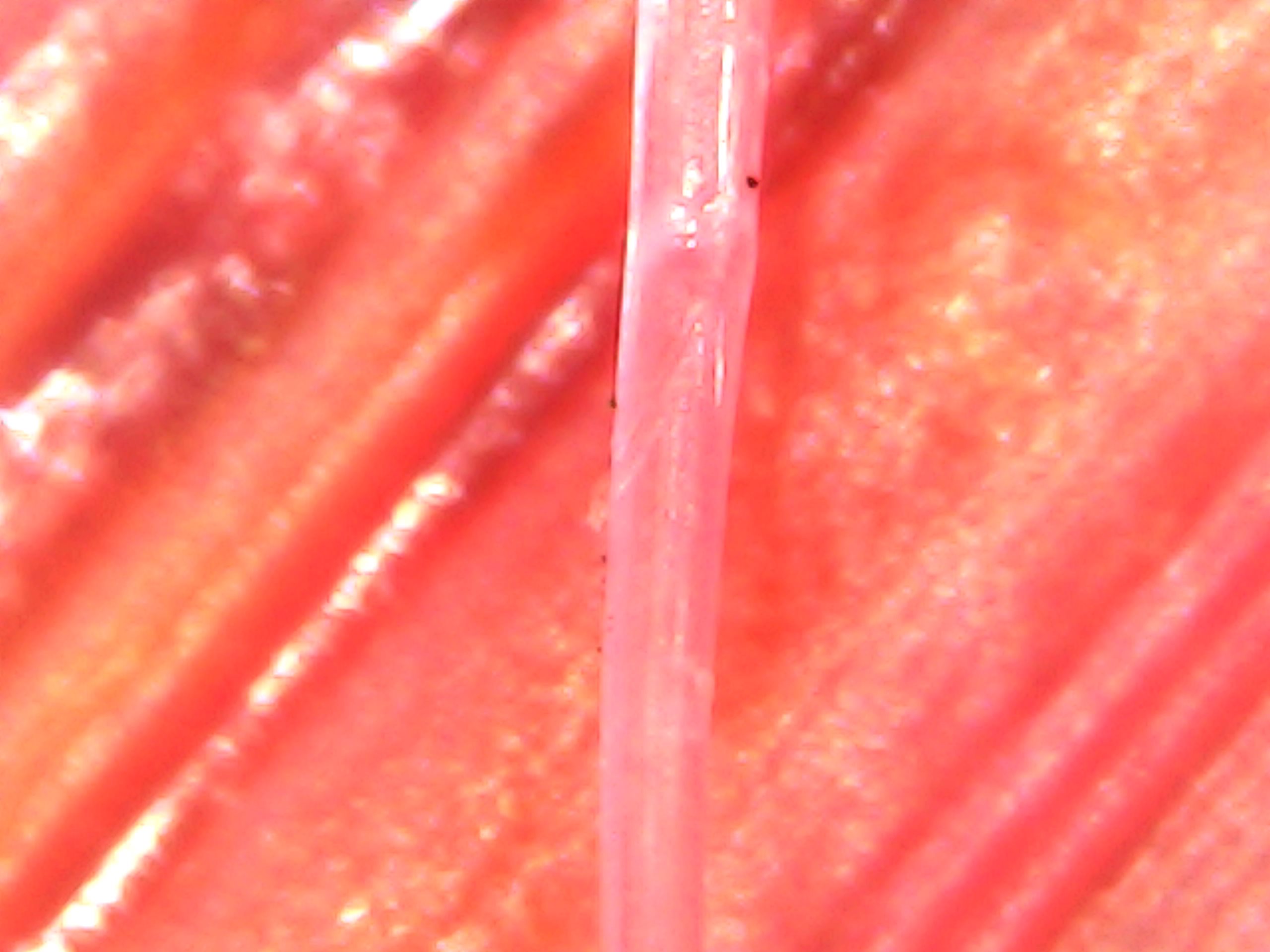 Gallaghersart sun oct 14 19-54-31 from Micro Images of 3D Printed Filaments 