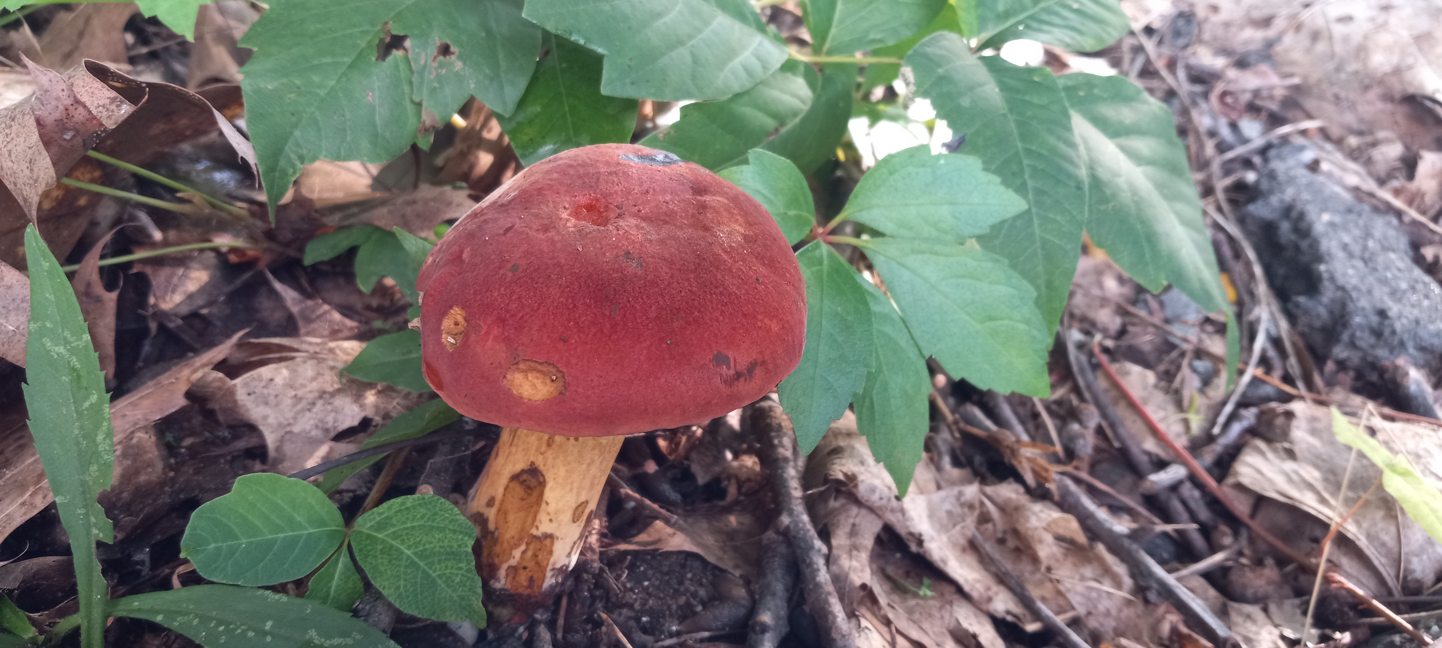 20210820 173442 from Fungus With ANTS 