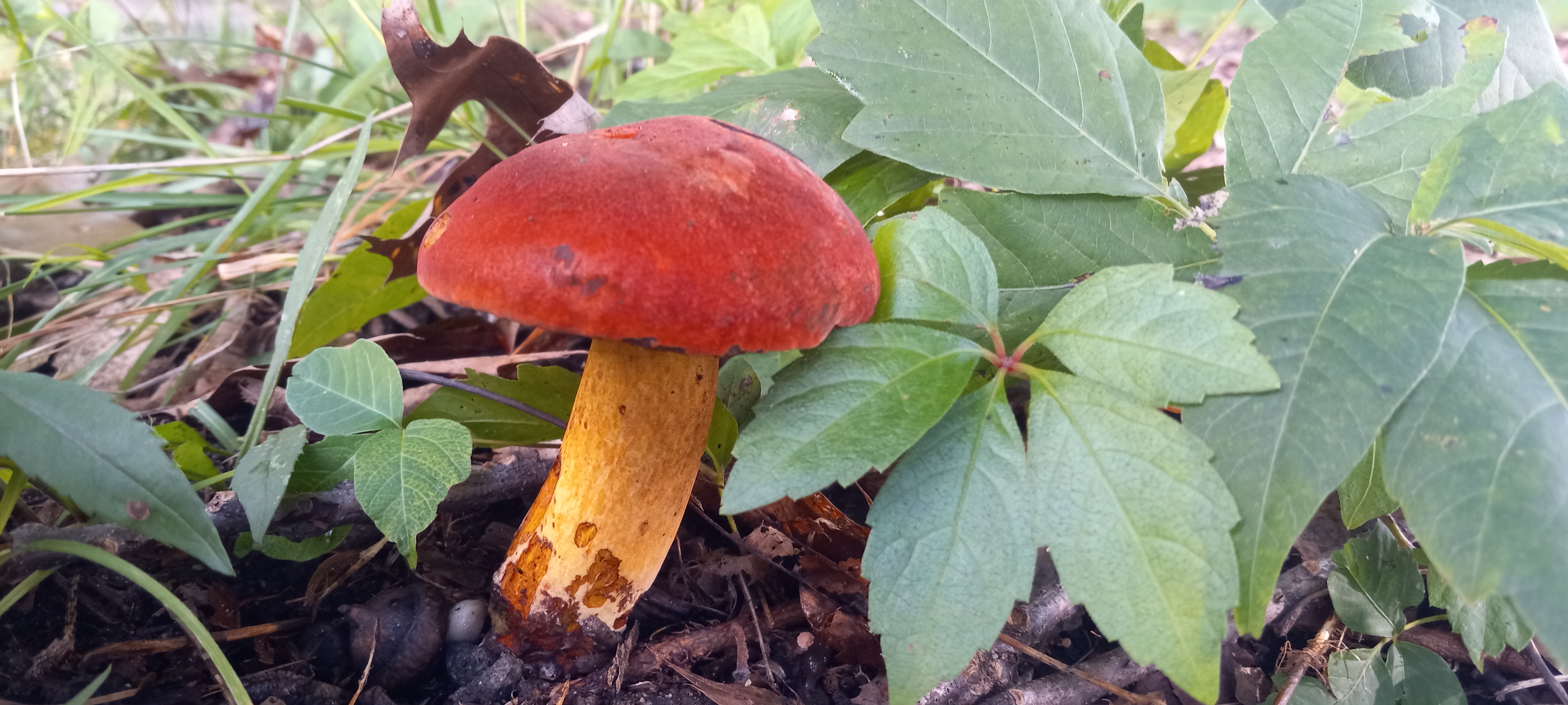 20210820 173455 from Fungus With ANTS 