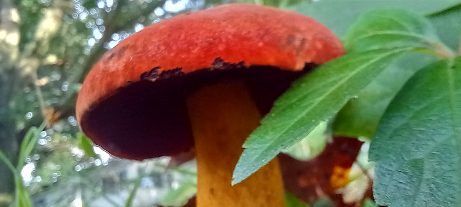 20210820 173525 from Fungus With ANTS 