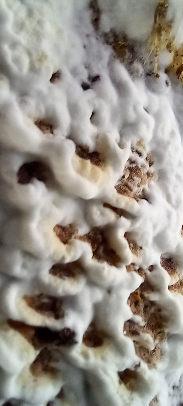 20210821 170548 from Fungus With ANTS 