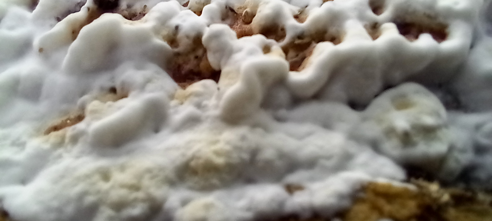 20210821 170602 from Fungus With ANTS 