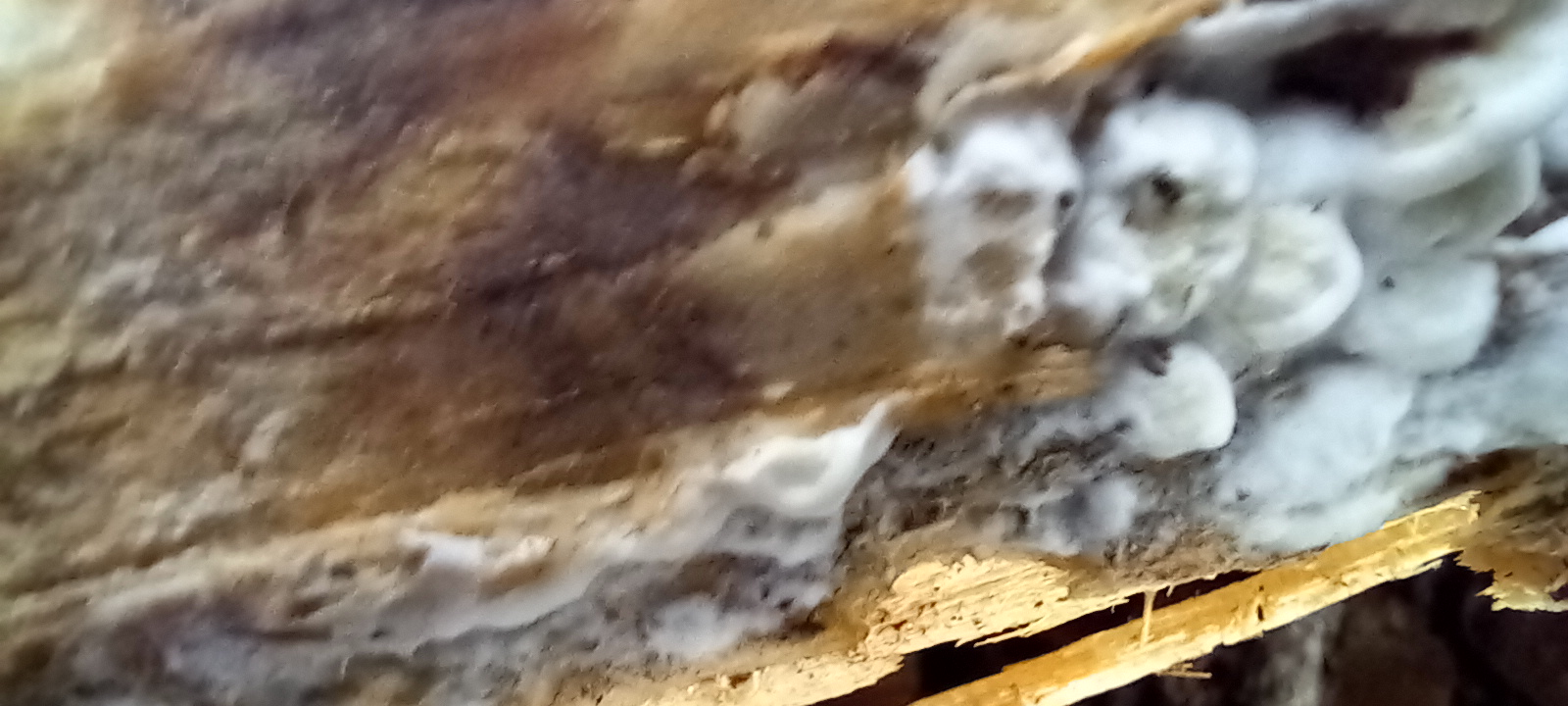 20210821 170650 from Fungus With ANTS 