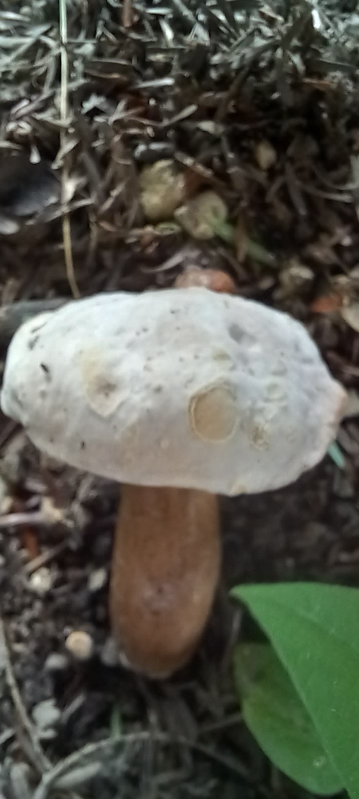 20210828 100716 from Fungus With ANTS 