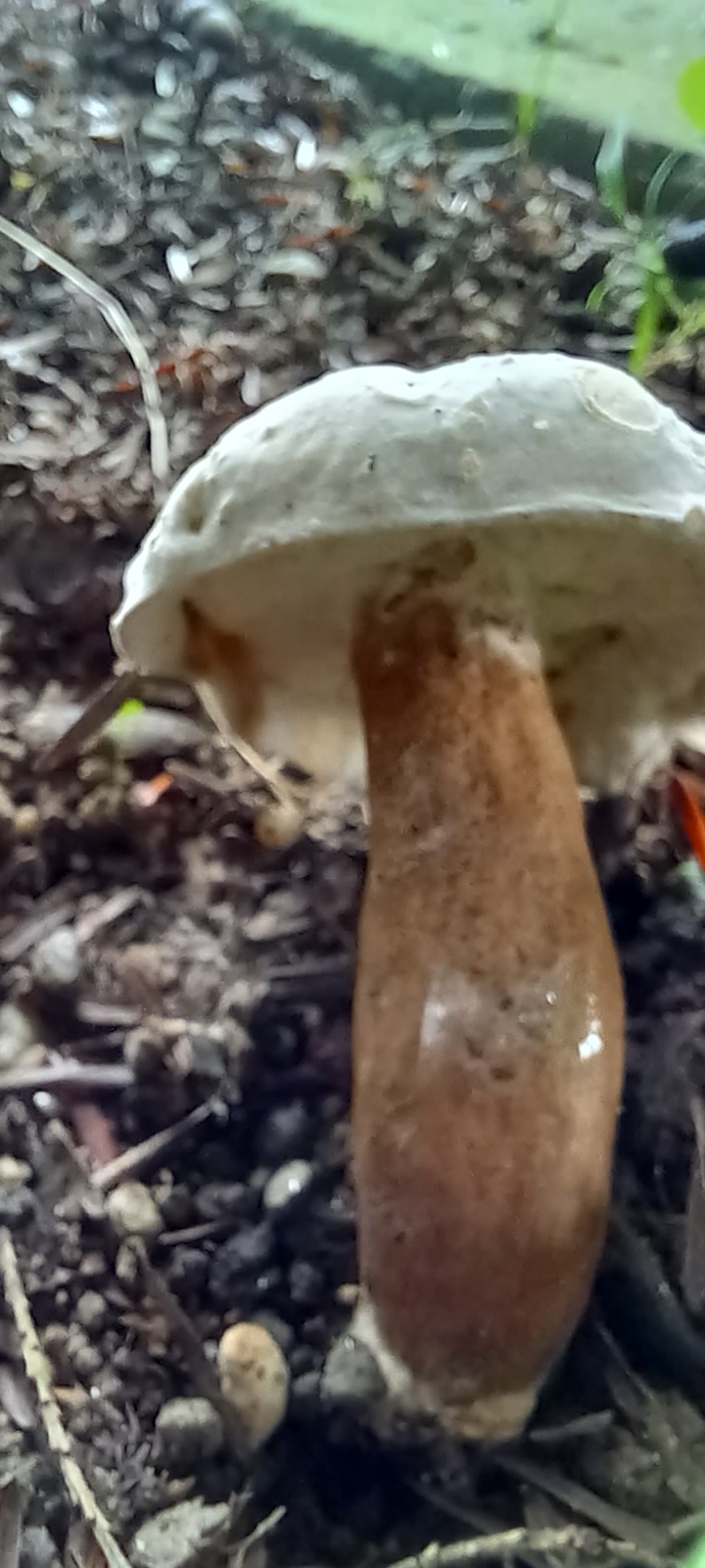 20210828 100729 from Fungus With ANTS 