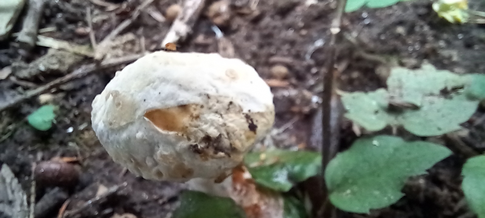 20210828 100750 from Fungus With ANTS 
