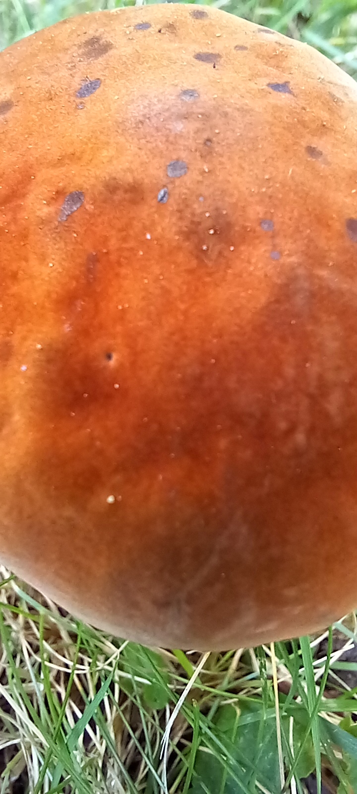 20210829 140844 from Fungus With ANTS 