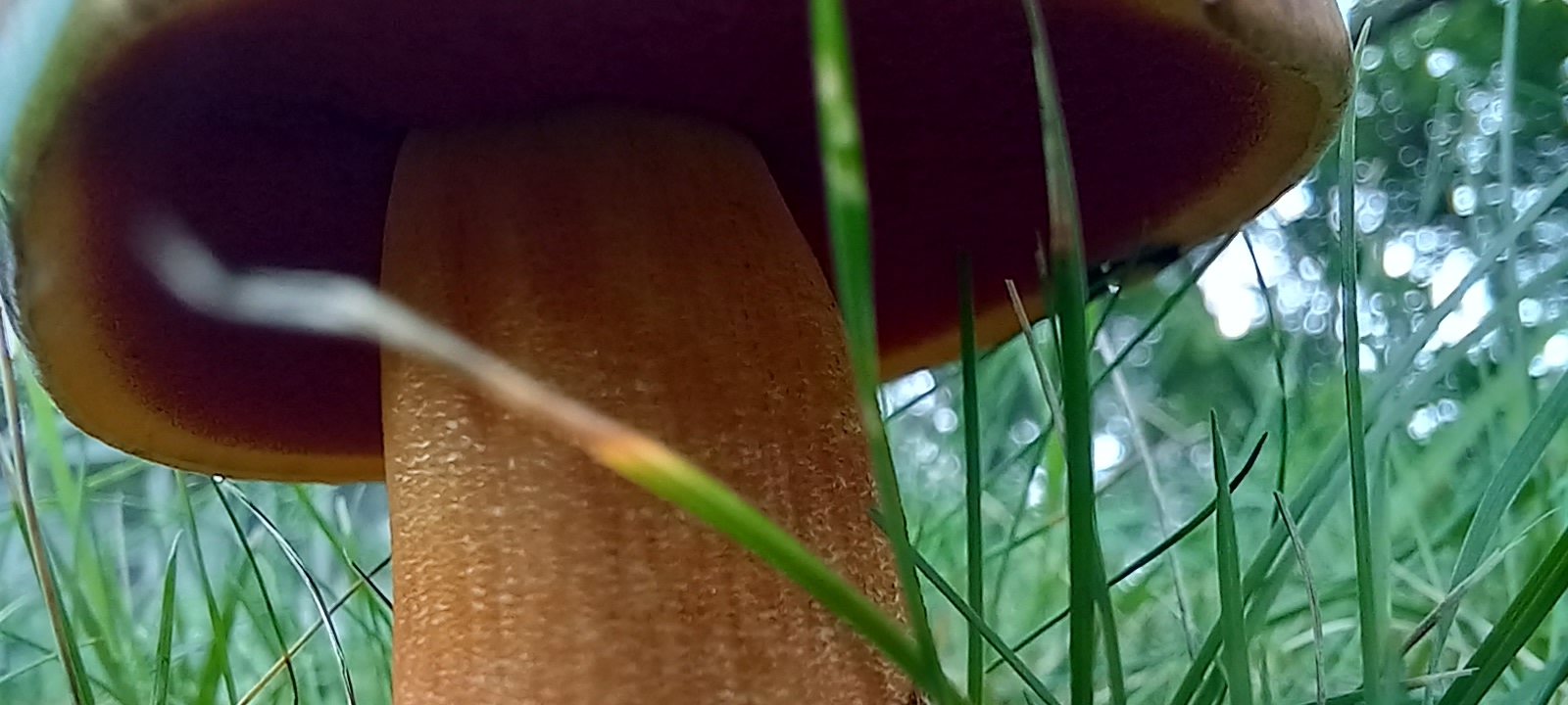 20210829 140857 from Fungus With ANTS 