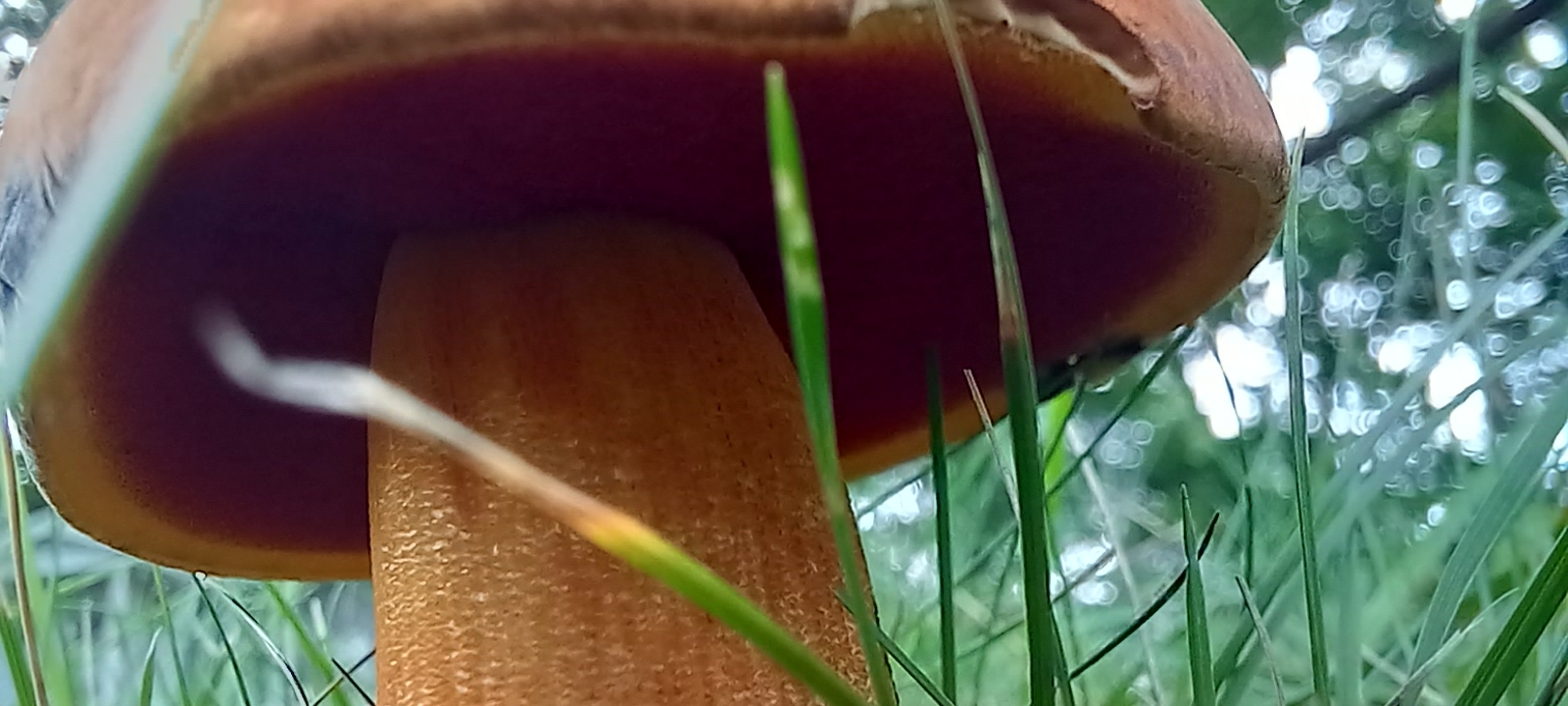 20210829 140858 from Fungus With ANTS 