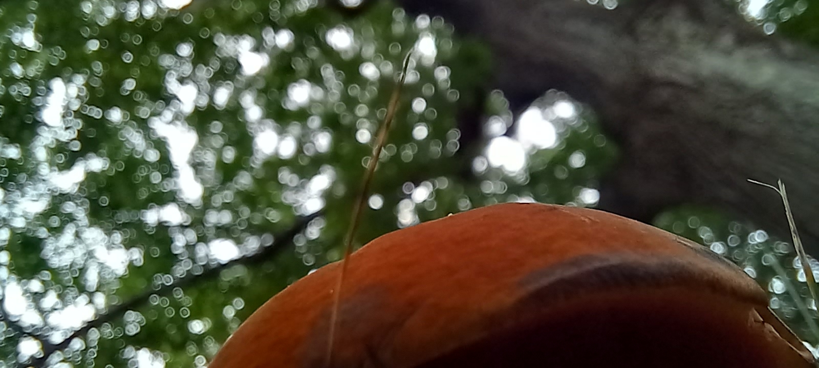 20210829 140920 from Fungus With ANTS 