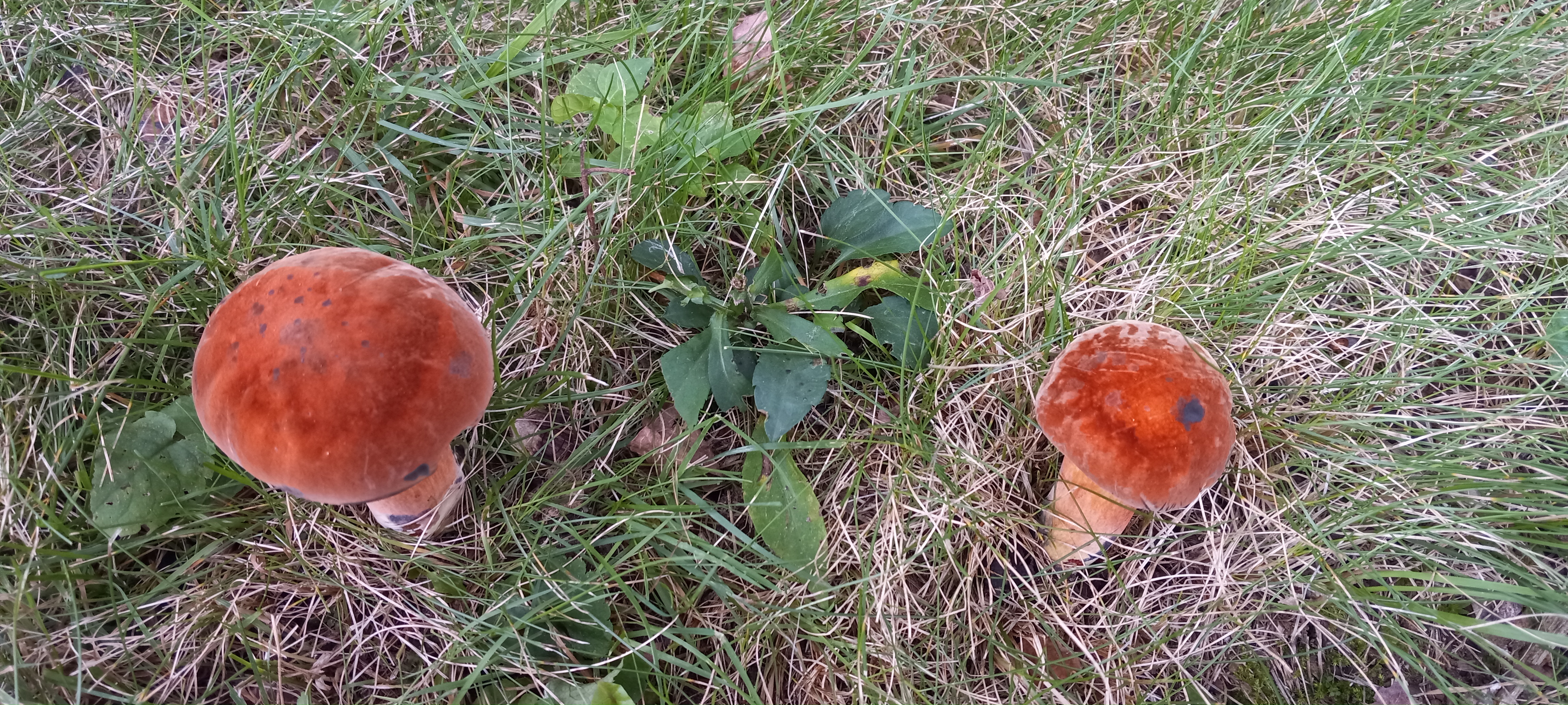 20210829 140952 from Fungus With ANTS 
