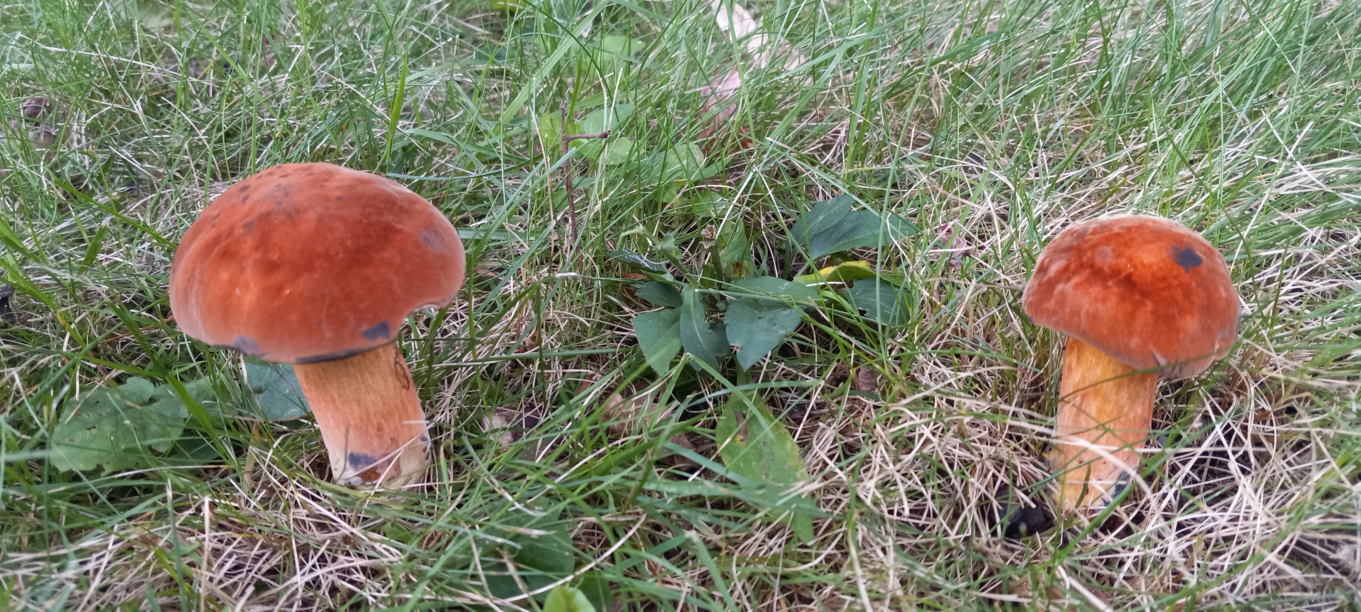20210829 140955 from Fungus With ANTS 