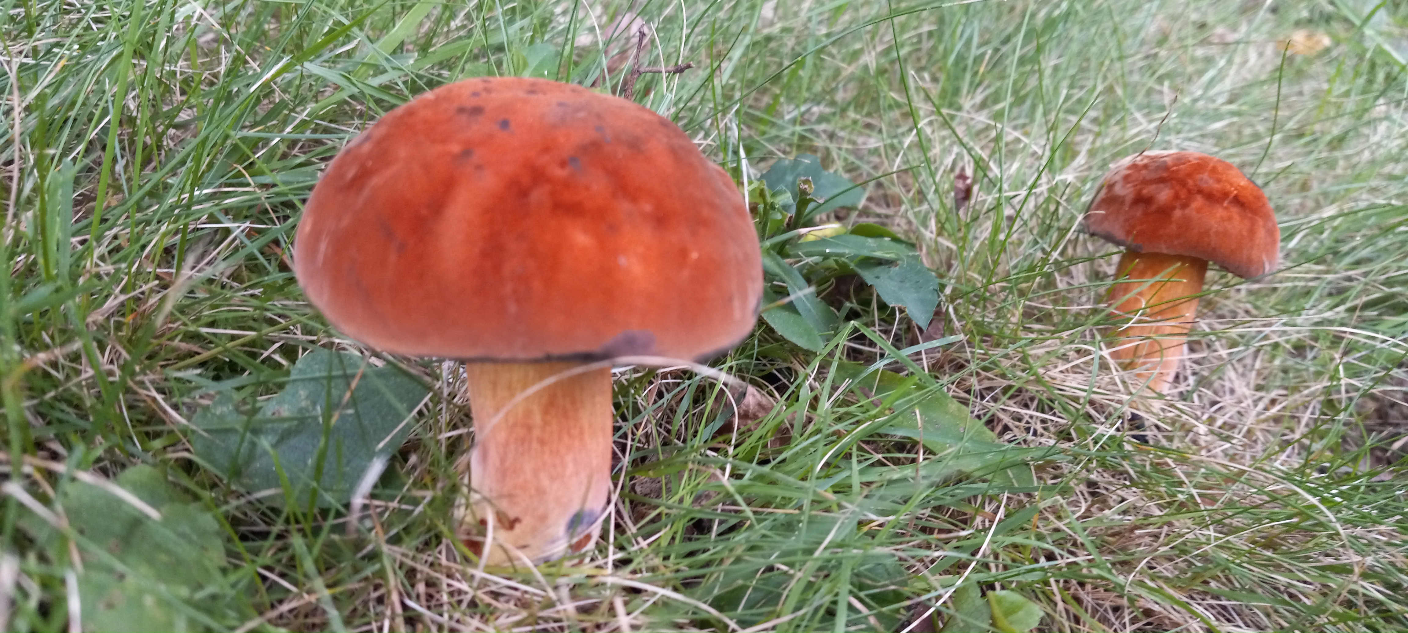20210829 141004 from Fungus With ANTS 