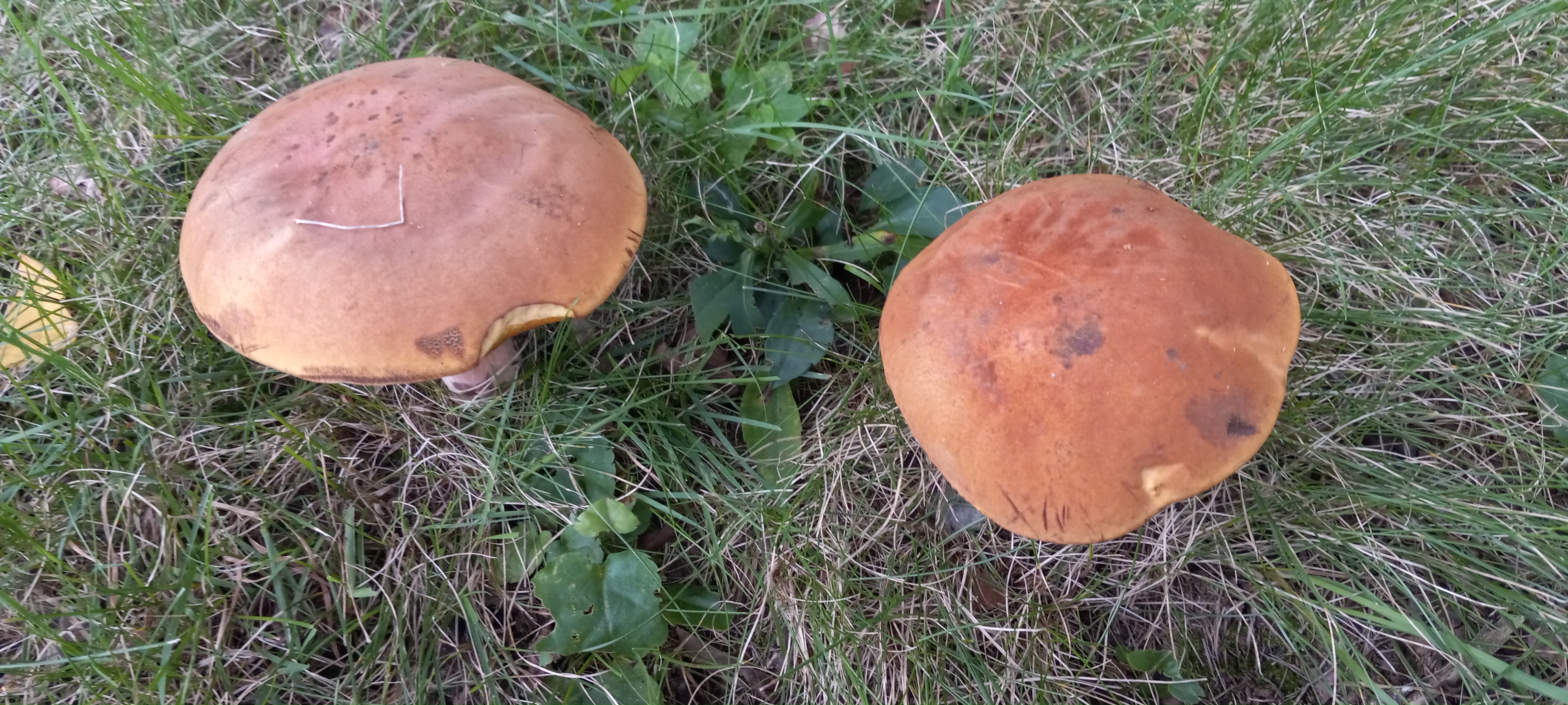 20210831 131259 from Fungus With ANTS 