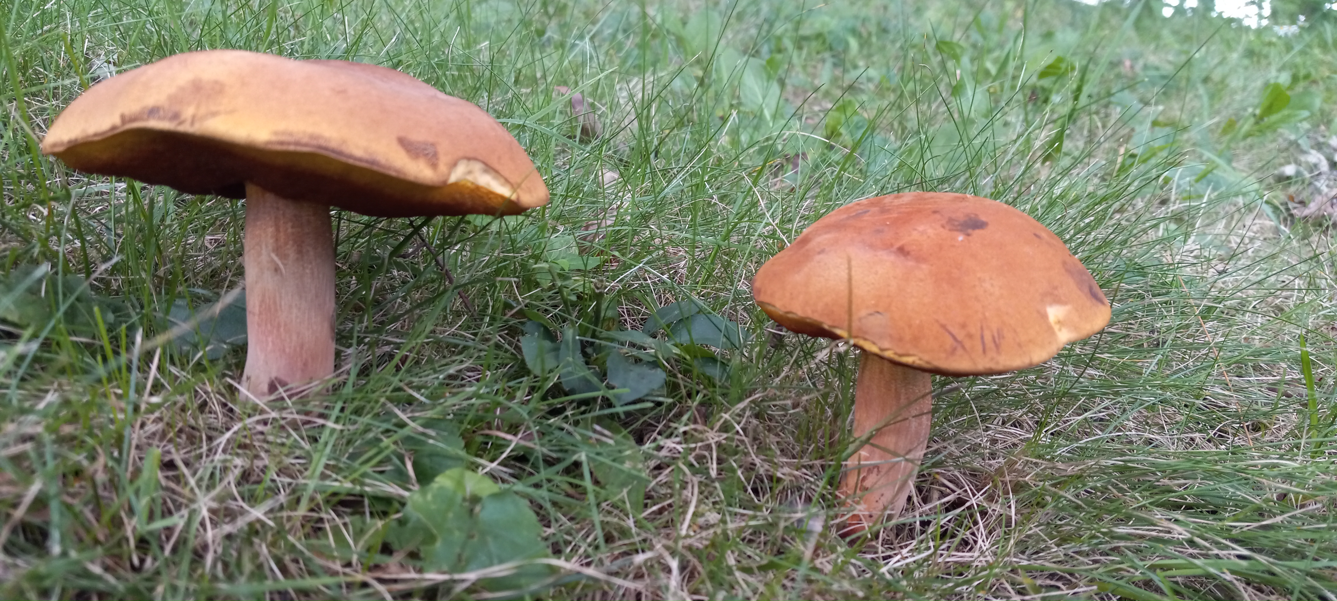 20210831 131332 from Fungus With ANTS 
