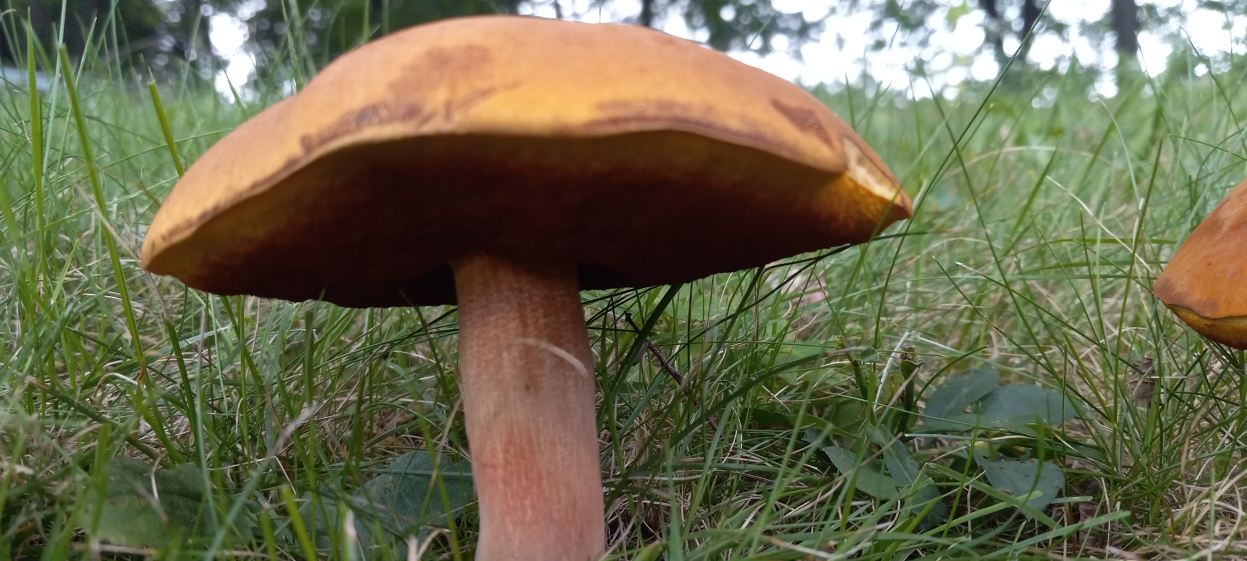 20210831 131345 from Fungus With ANTS 