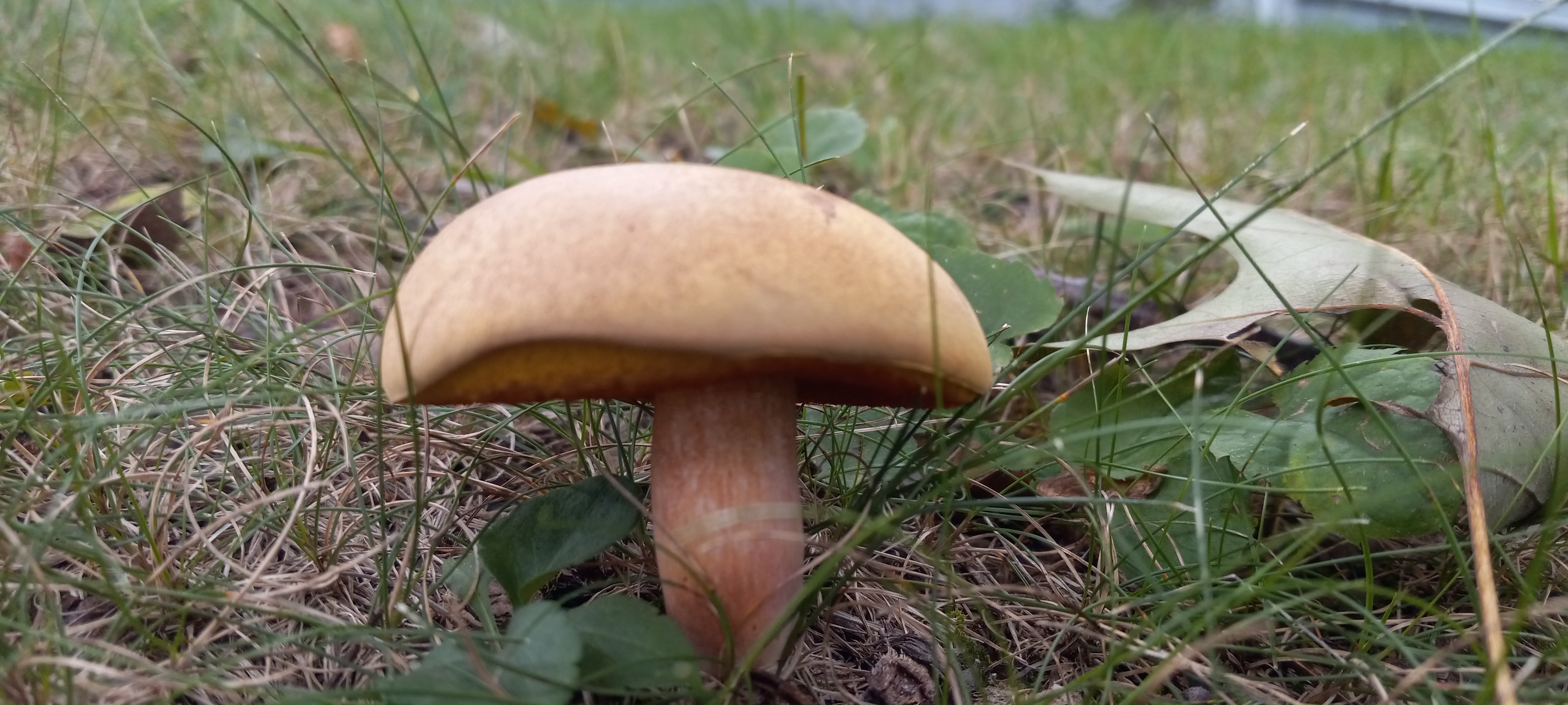 20210831 131452 from Fungus With ANTS 