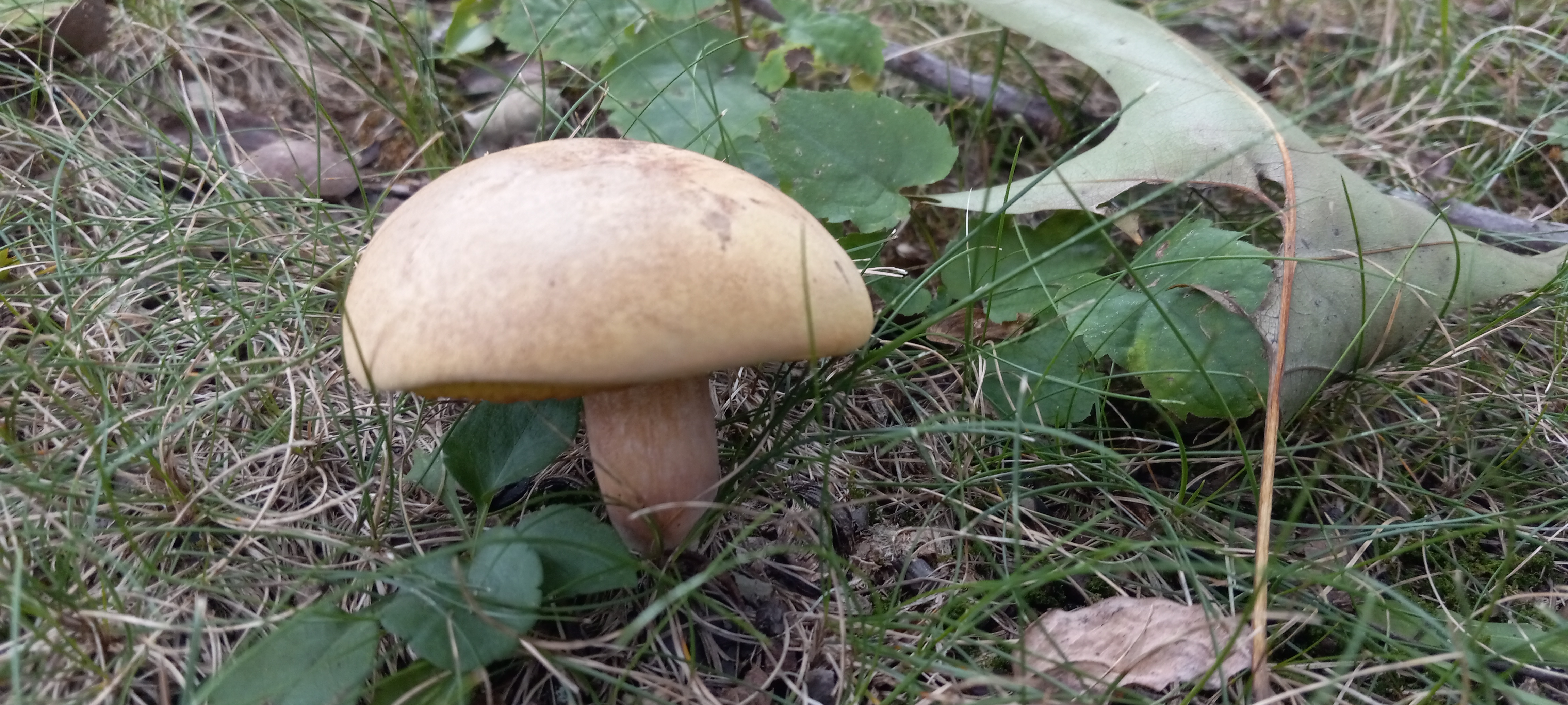 20210831 131459 from Fungus With ANTS 