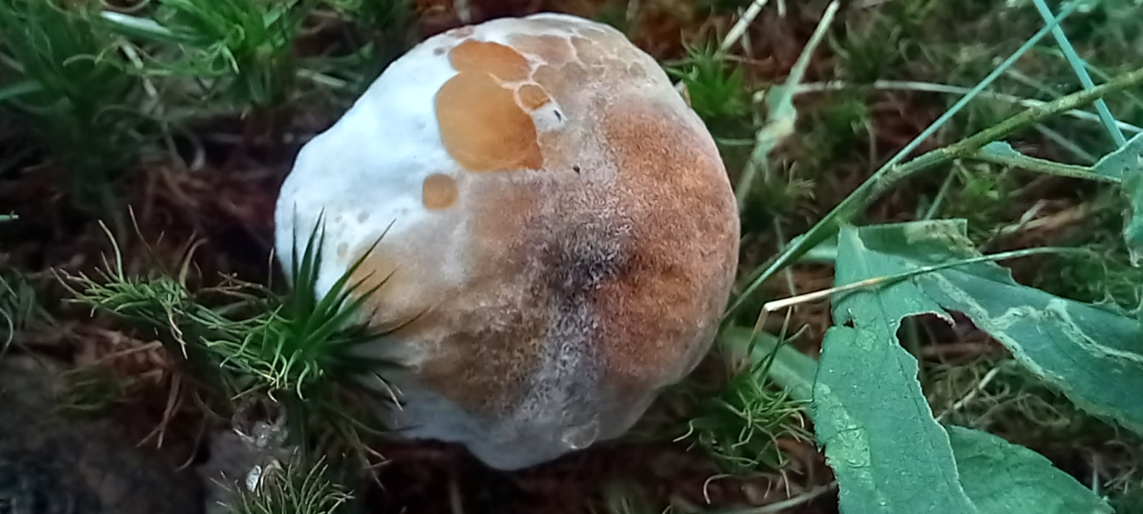 20210831 131524 from Fungus With ANTS 