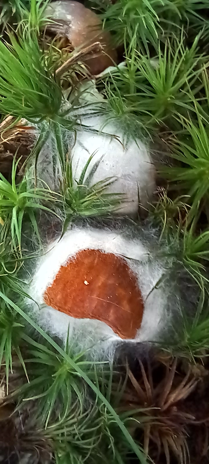 20210831 131546 from Fungus With ANTS 