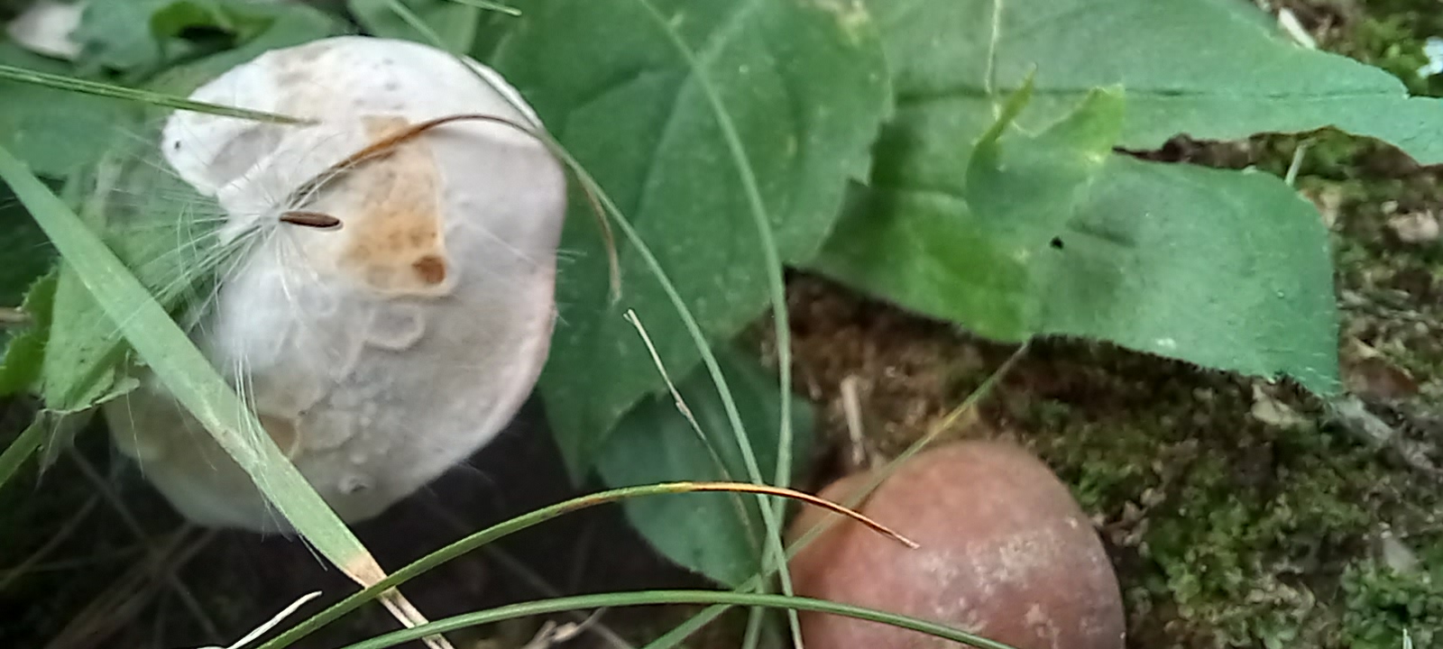 20210831 131552 from Fungus With ANTS 