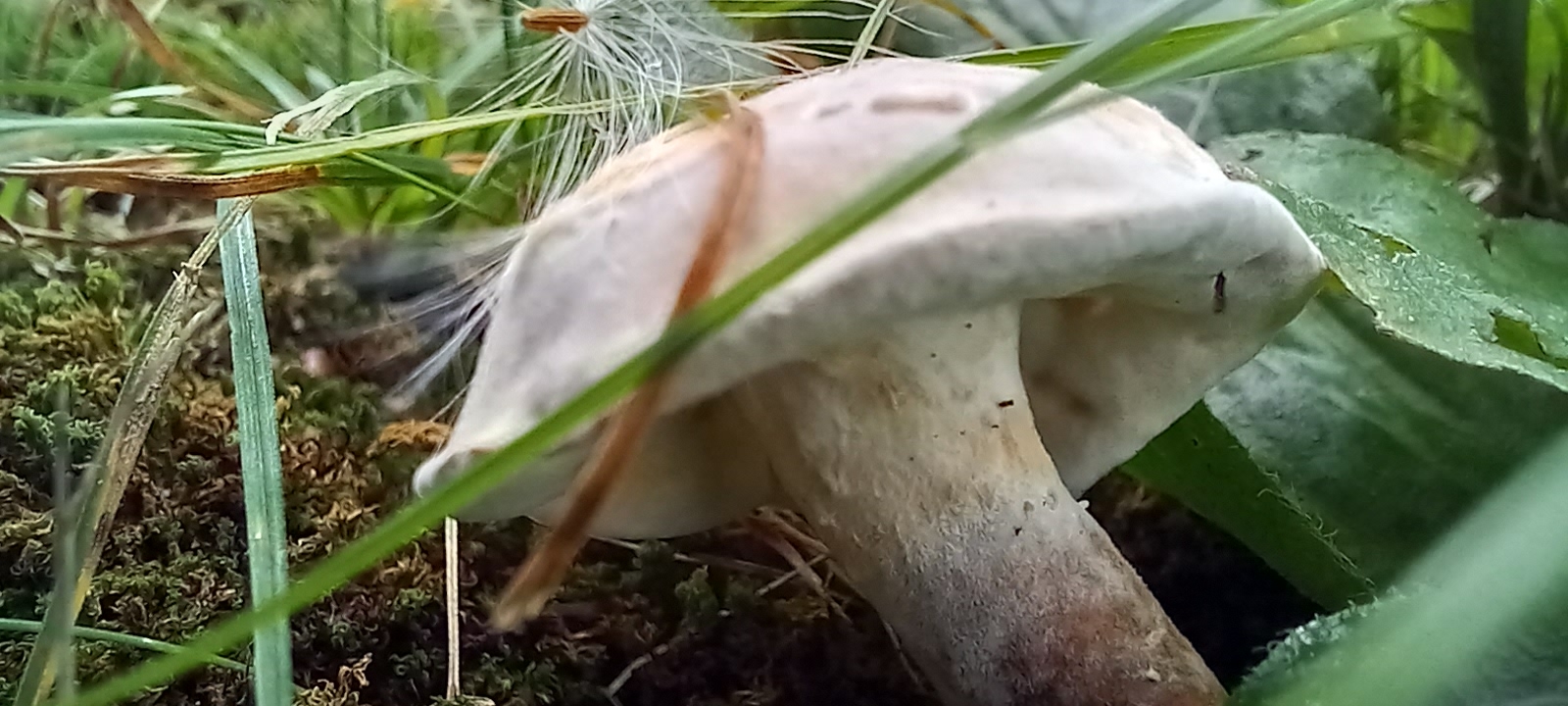 20210831 131610 from Fungus With ANTS 