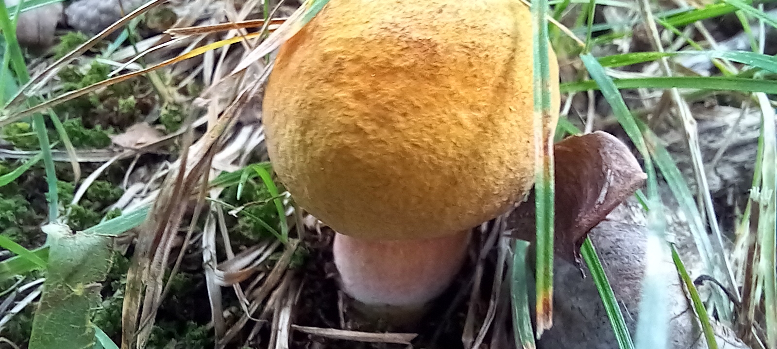20210831 131628 from Fungus With ANTS 