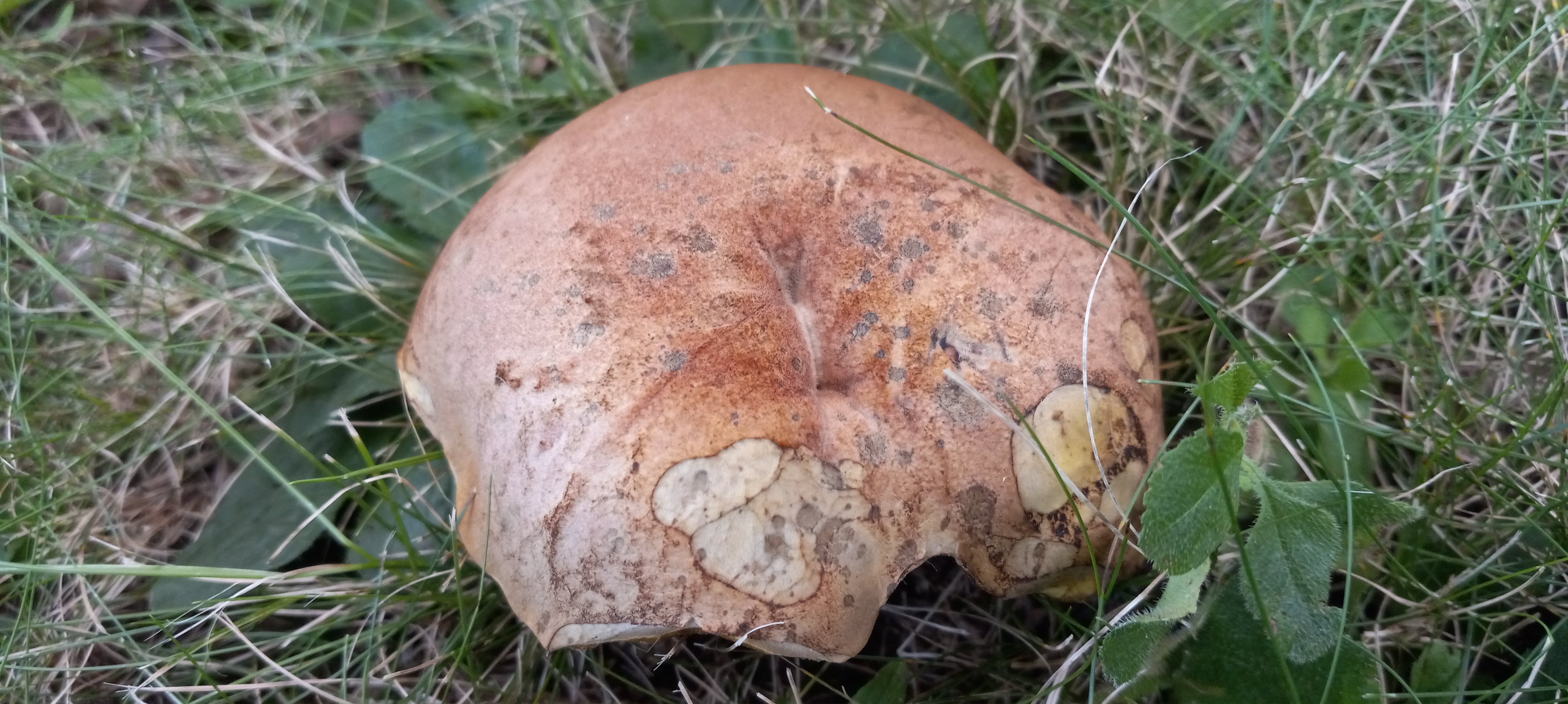20210831 131714 from Fungus With ANTS 