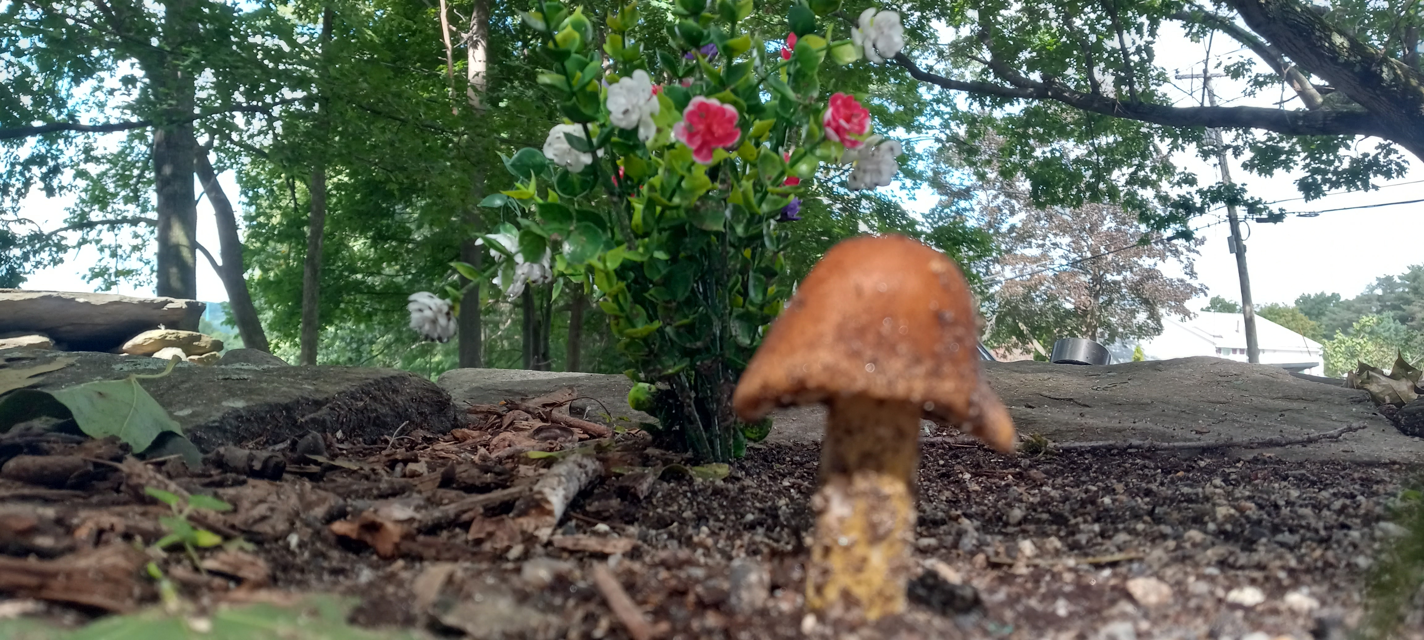 20210910 111457 from Fungus With ANTS 