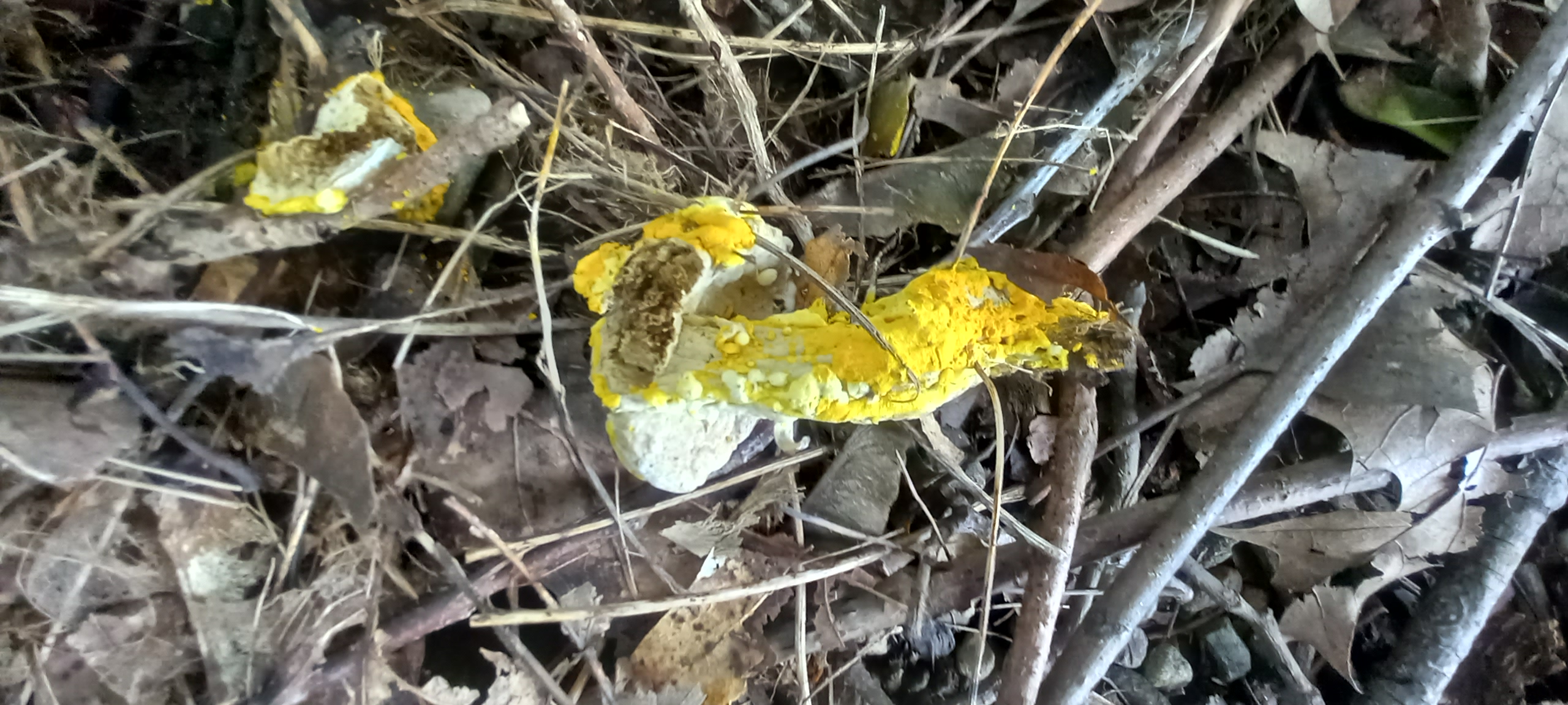 20210910 111604 from Fungus With ANTS 
