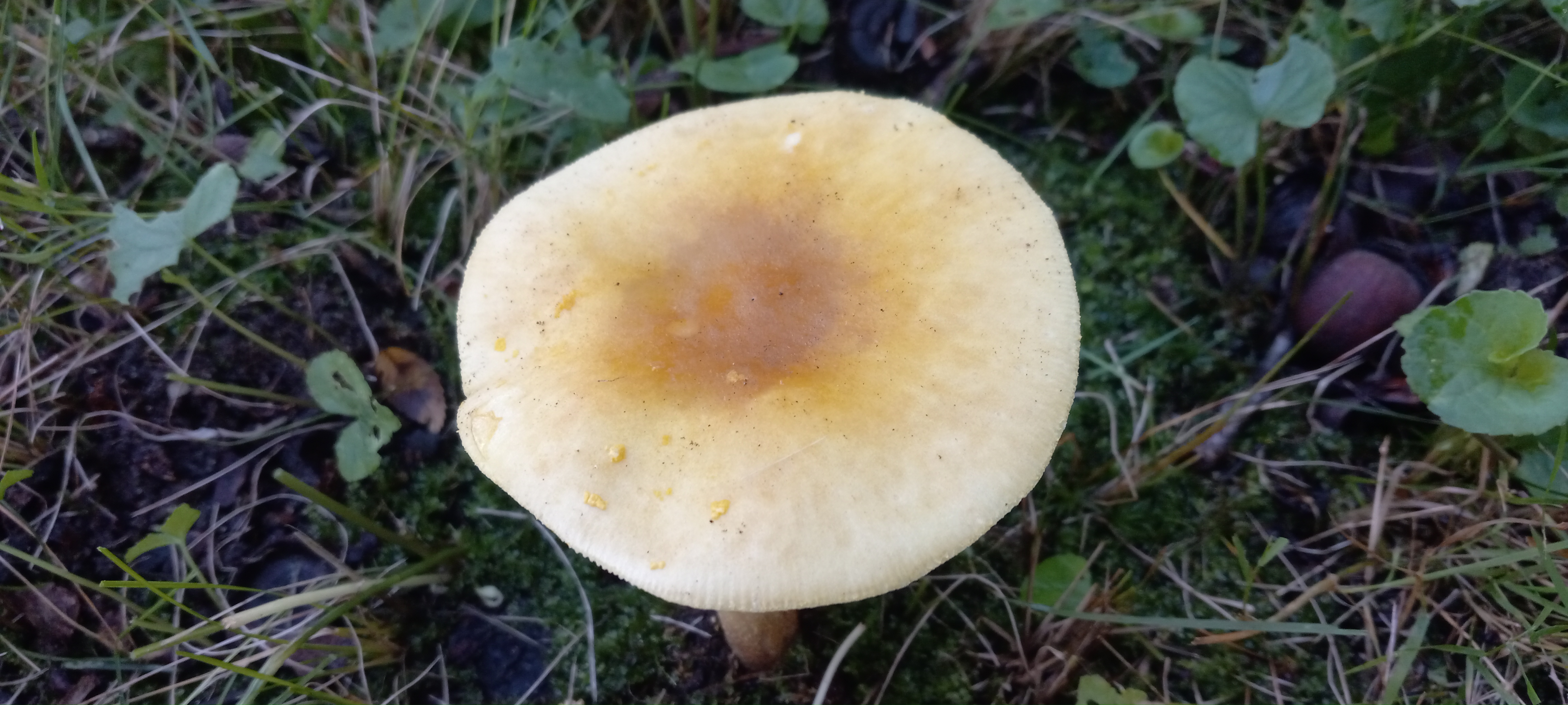 20210910 112747 from Fungus With ANTS 