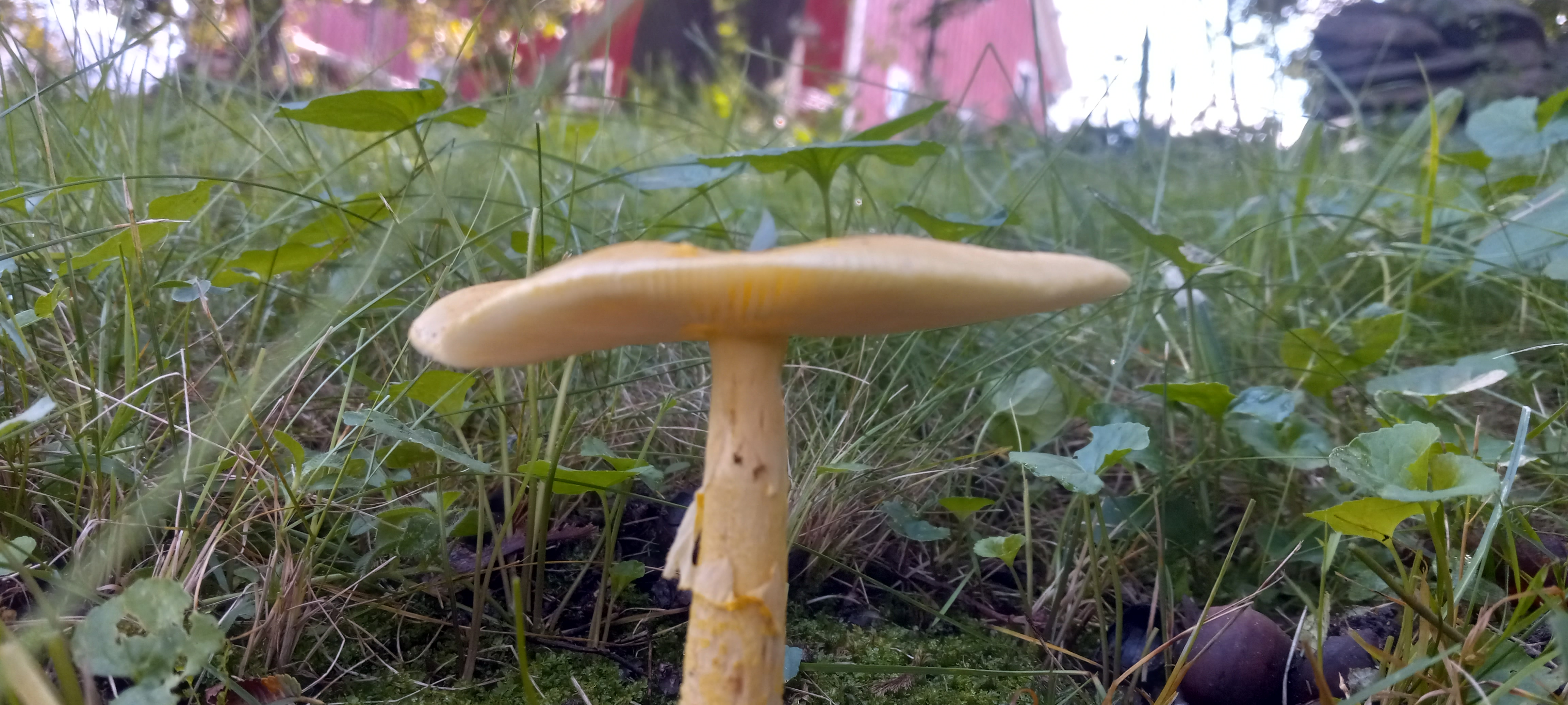 20210910 112758 from Fungus With ANTS 