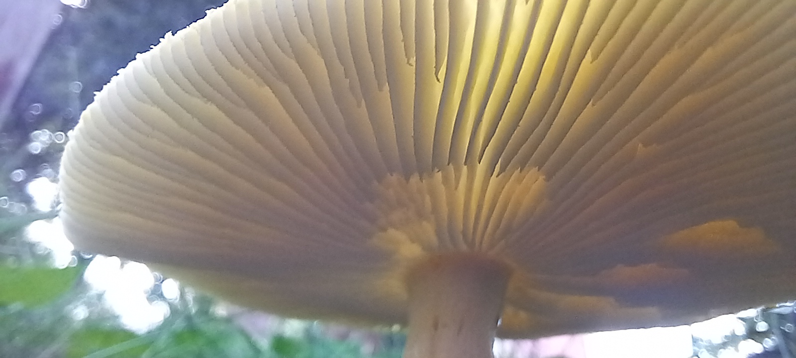 20210910 112810 from Fungus With ANTS 