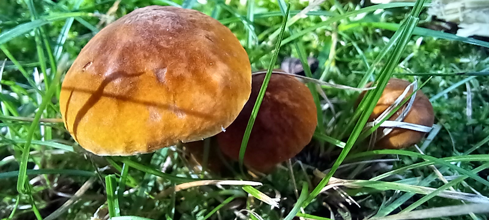20210910 112900 from Fungus With ANTS 