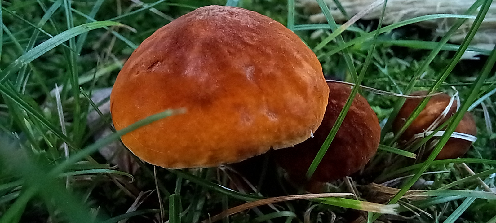 20210910 112915(0) from Fungus With ANTS 